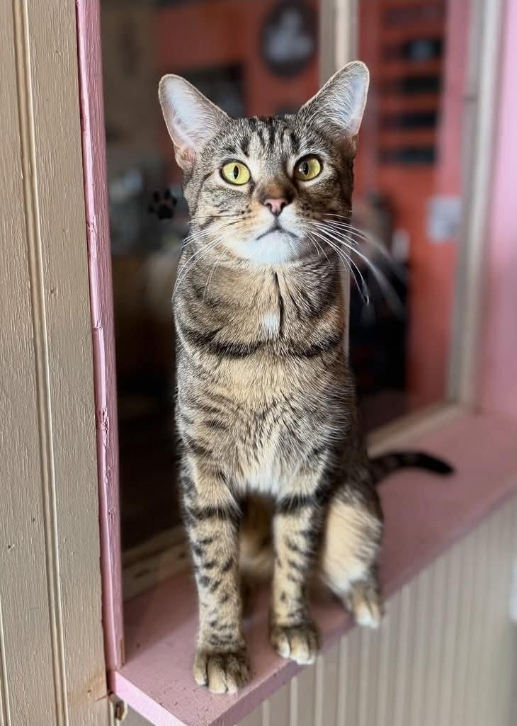 Enlarge Fancy, an adopted Torbie in Reeseville, WI image 1/5