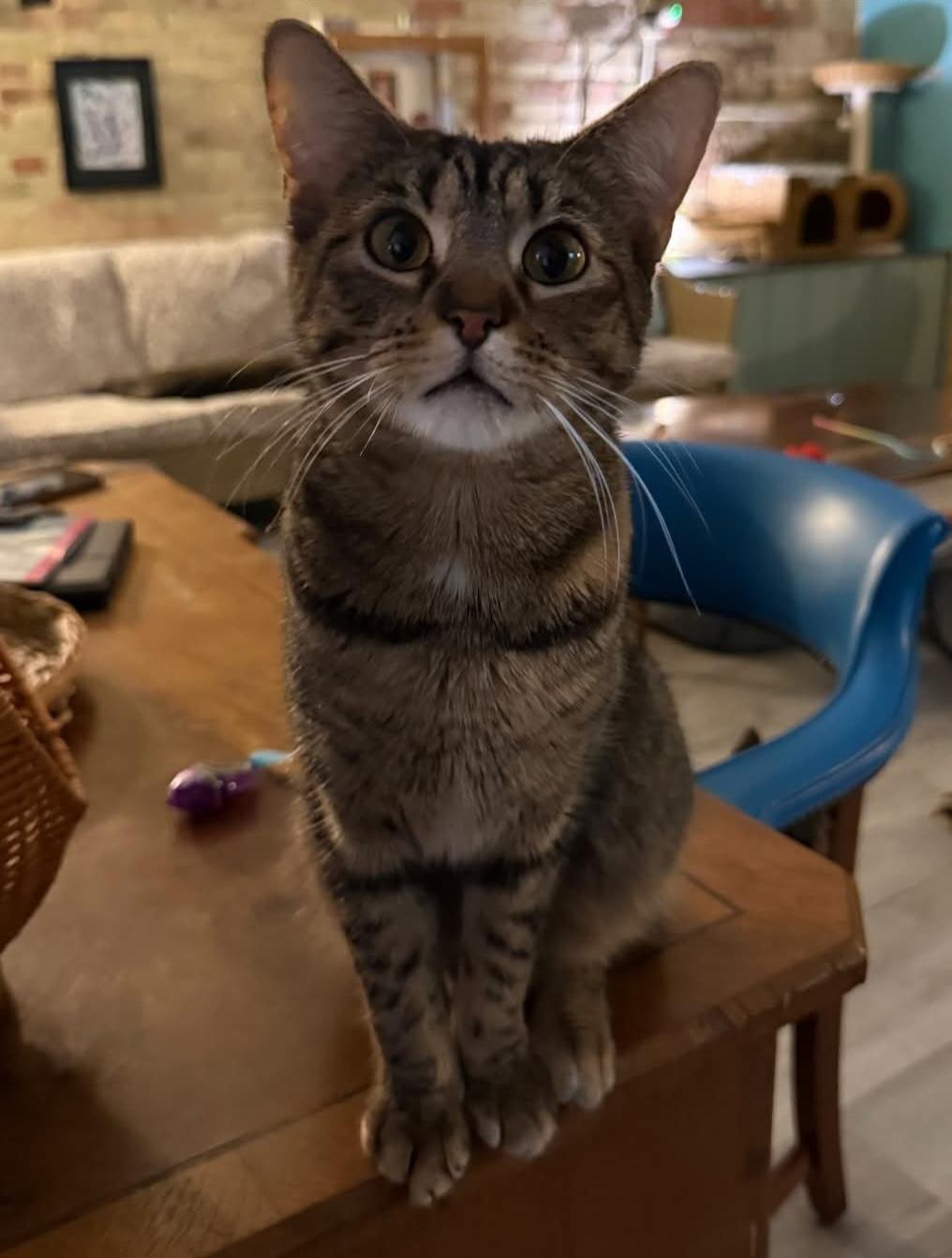 Enlarge Fancy, an adopted Torbie in Reeseville, WI image 2/5