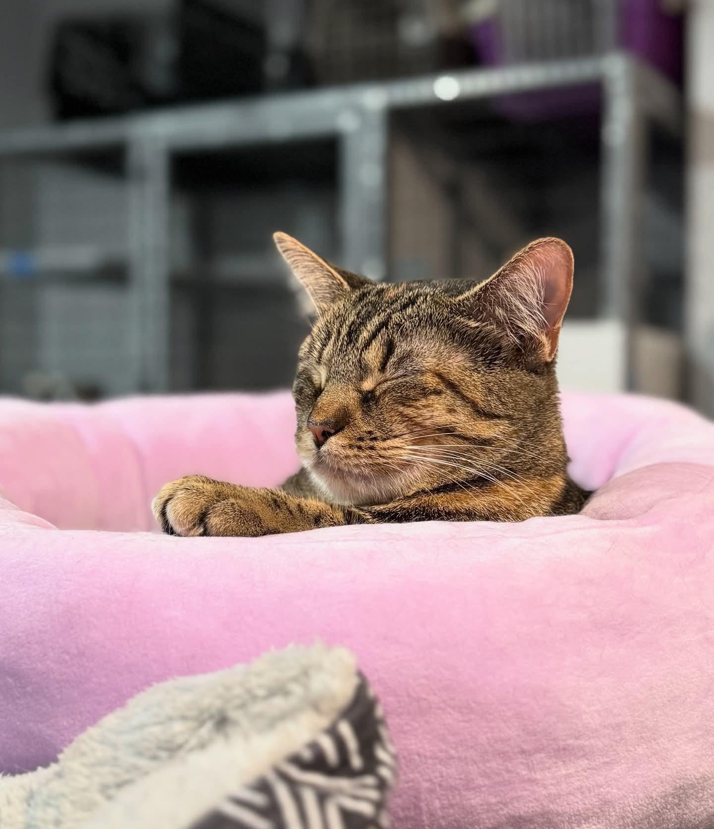 Enlarge Fancy, an adopted Torbie in Reeseville, WI image 3/5