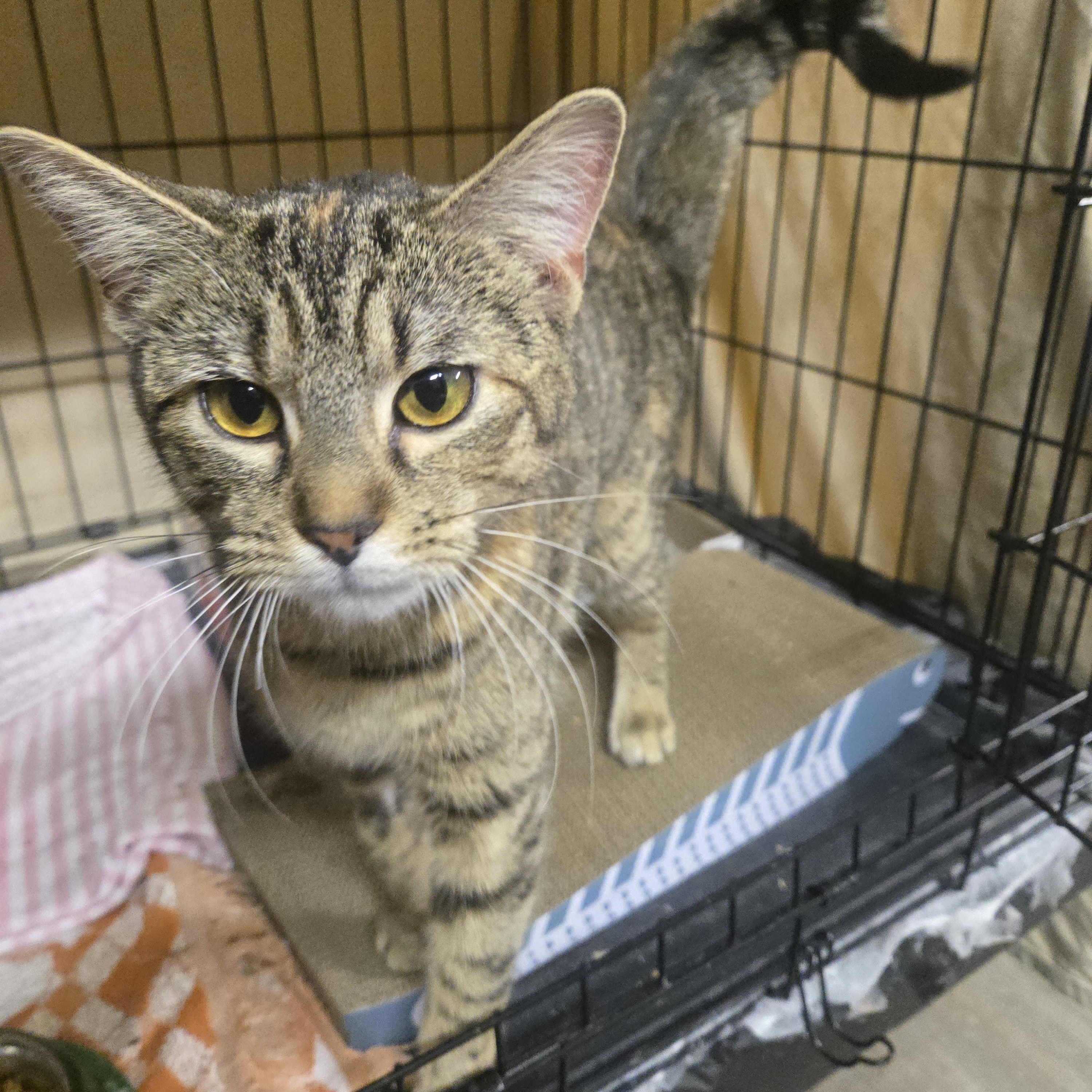 Fancy, Adoptable, Young Female Torbie.