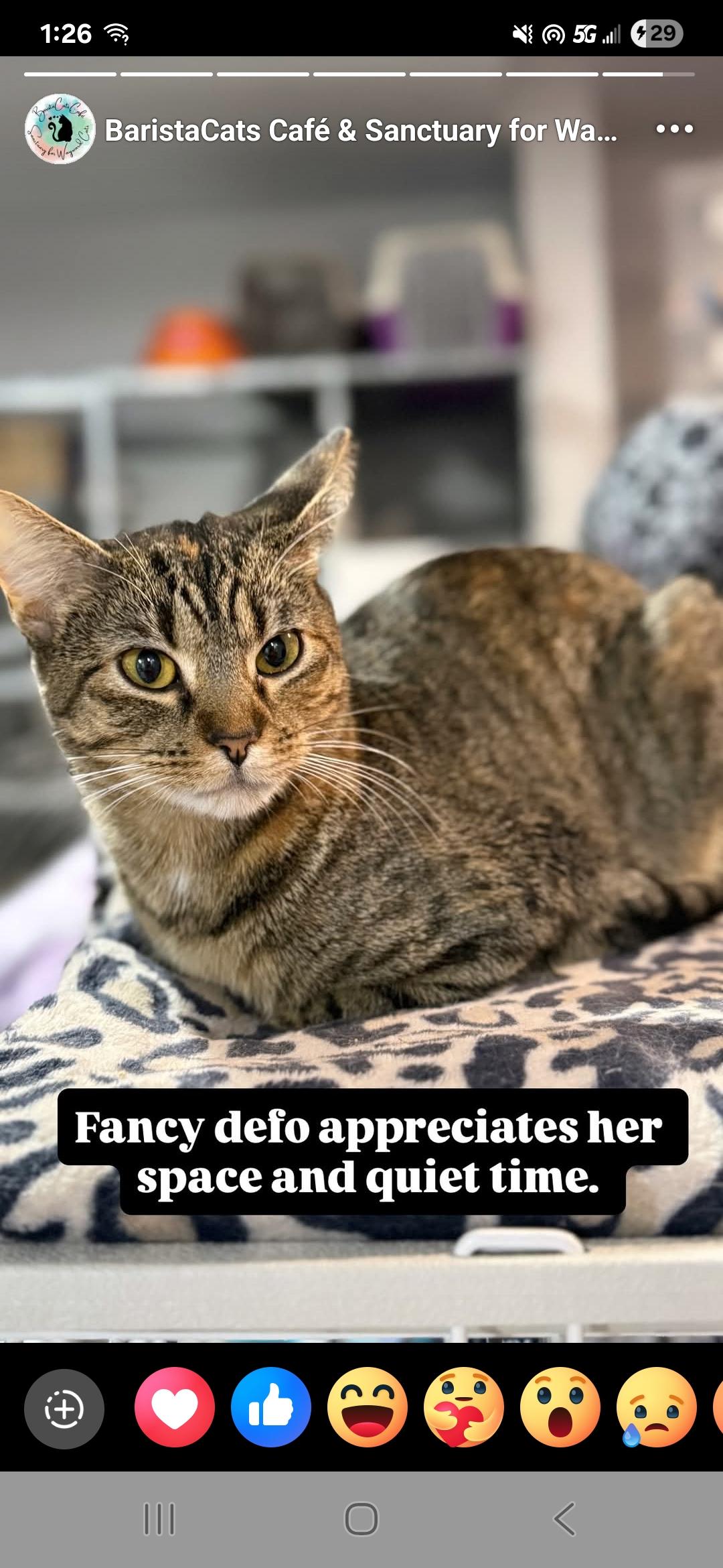 Enlarge Fancy, an adopted Torbie in Reeseville, WI image 4/5