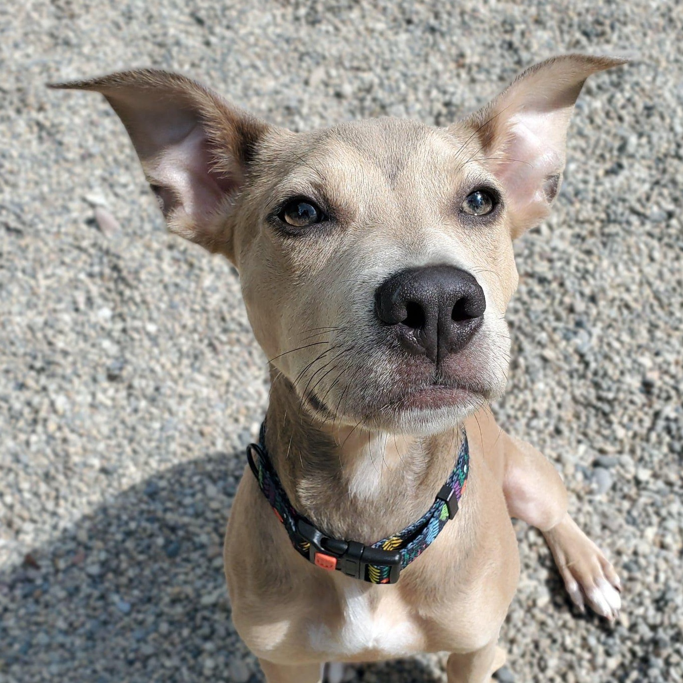 Enlarge Stanley, a Adoptable mixed breed in Marseilles, IL image 1/1