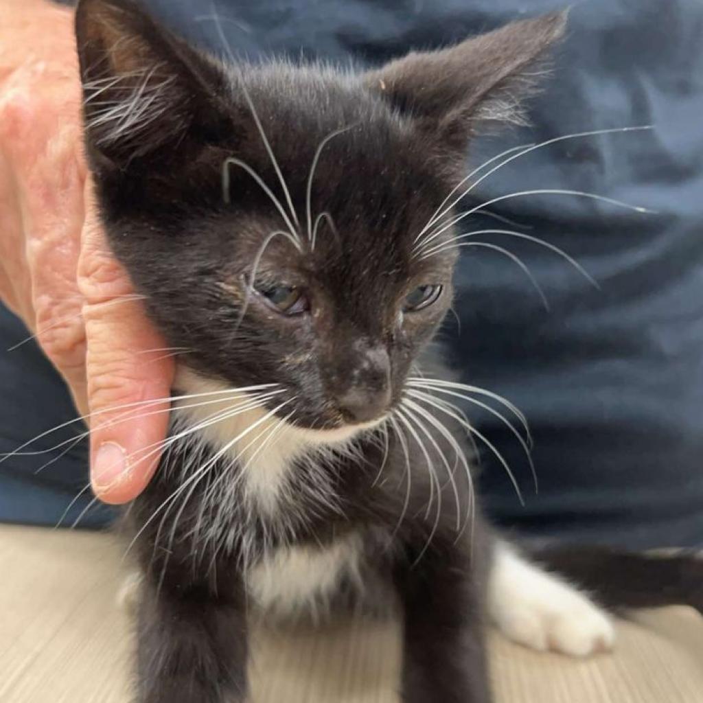 Asher, Adoptable, Young Male Domestic Short Hair.