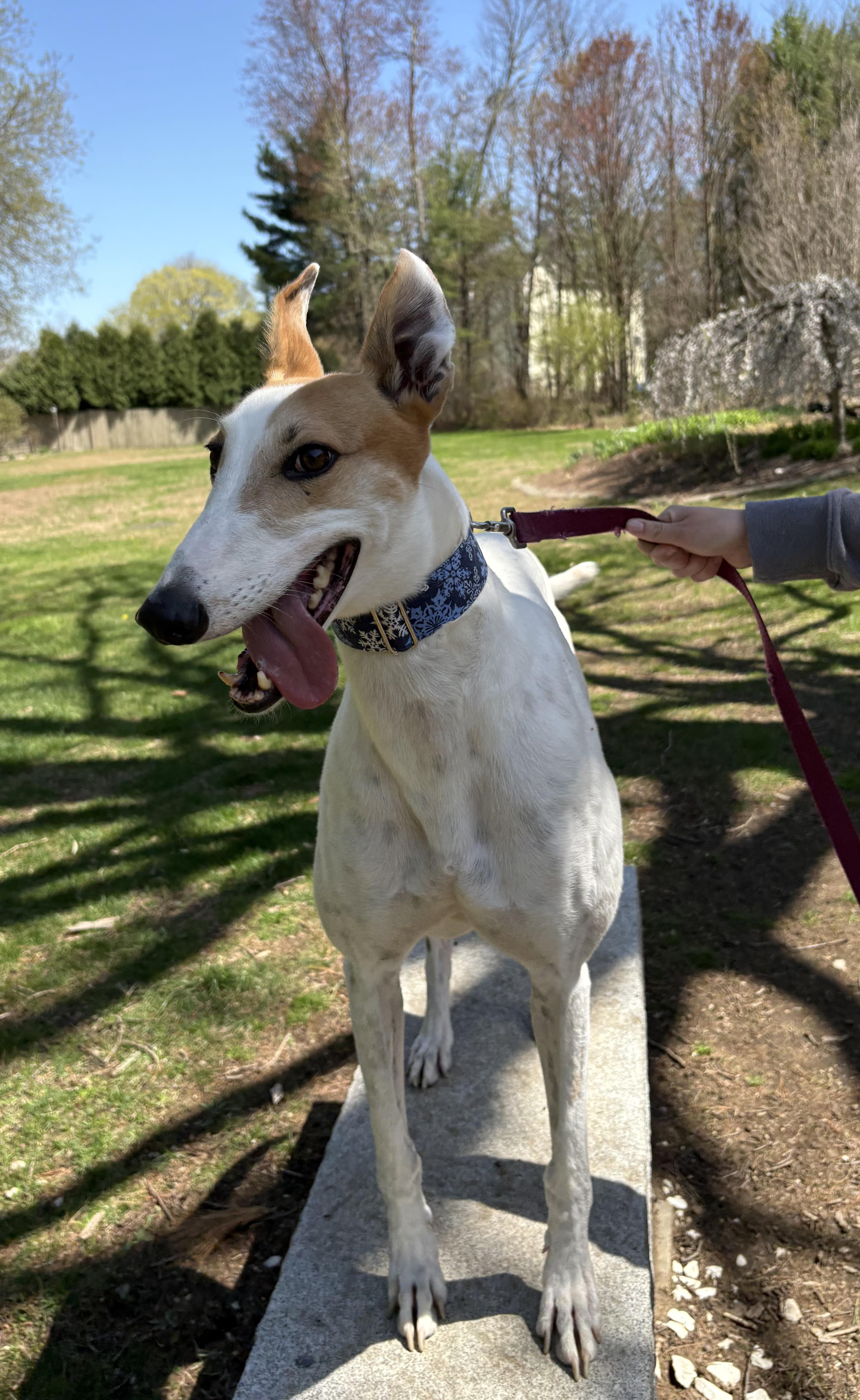 Otto, a Adoptable Greyhound in Swanzey, NH image 3/5
