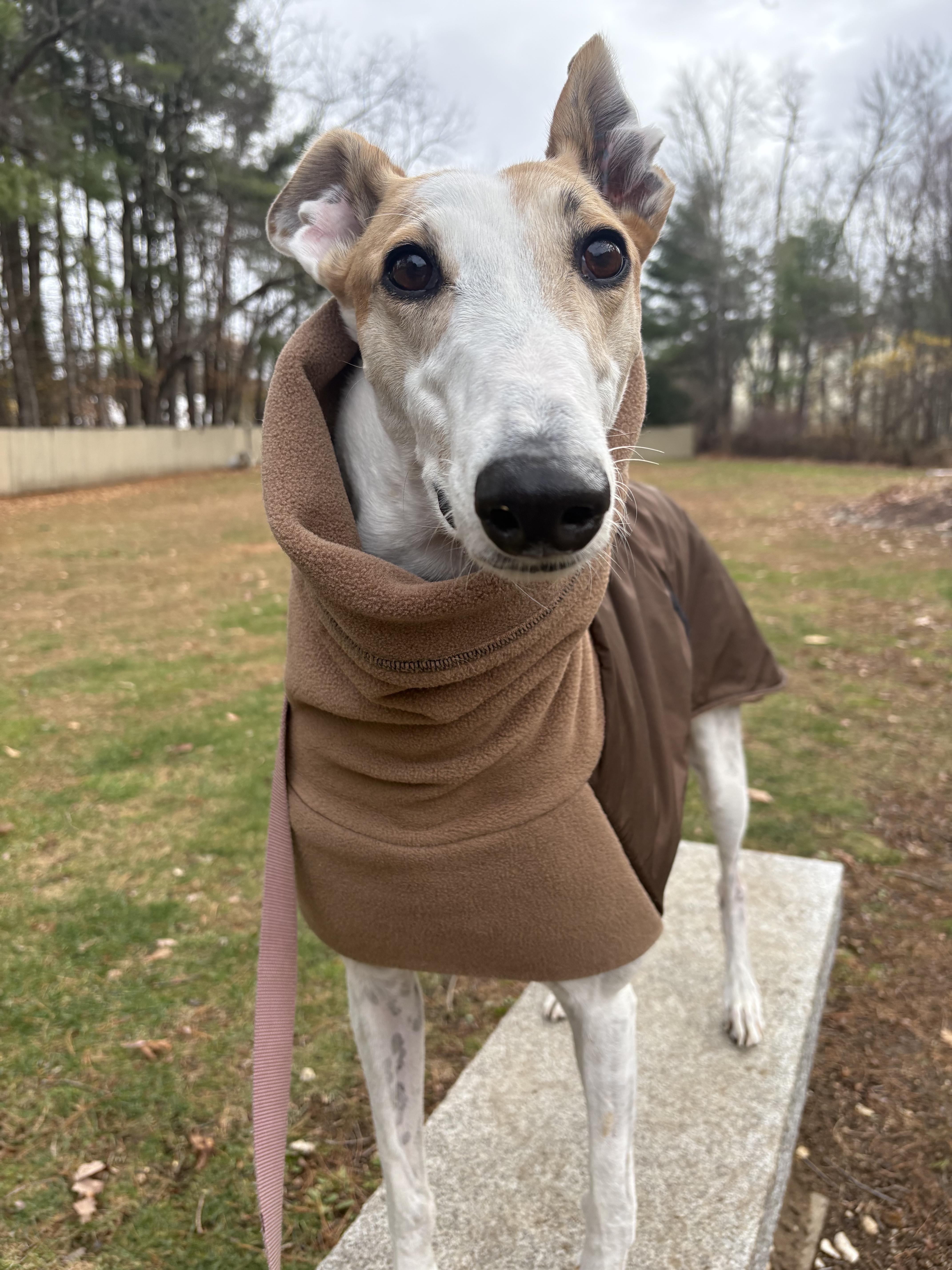 Otto, Adoptable, Adult Male Greyhound.