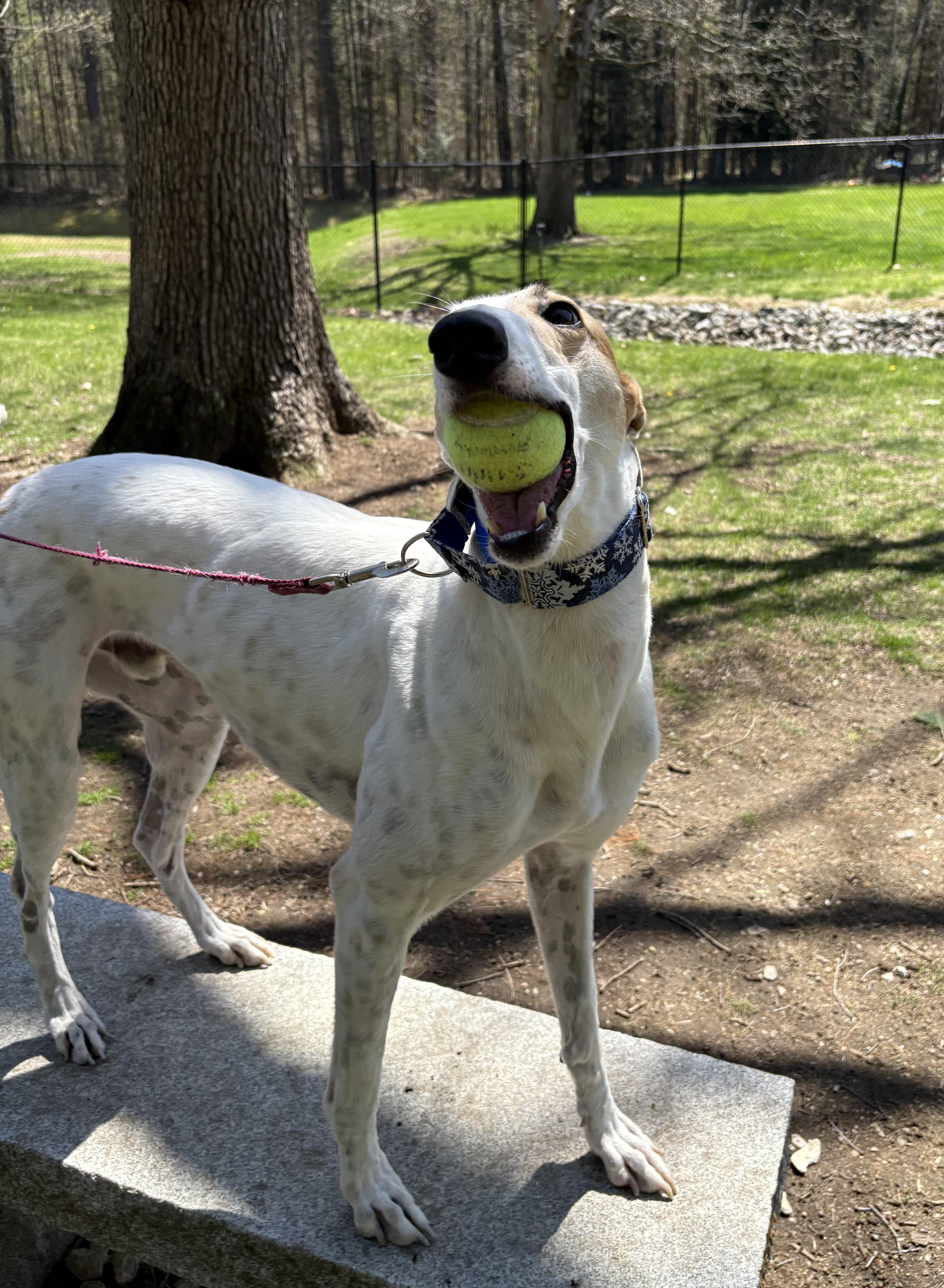 Otto, a Adoptable Greyhound in Swanzey, NH image 5/5