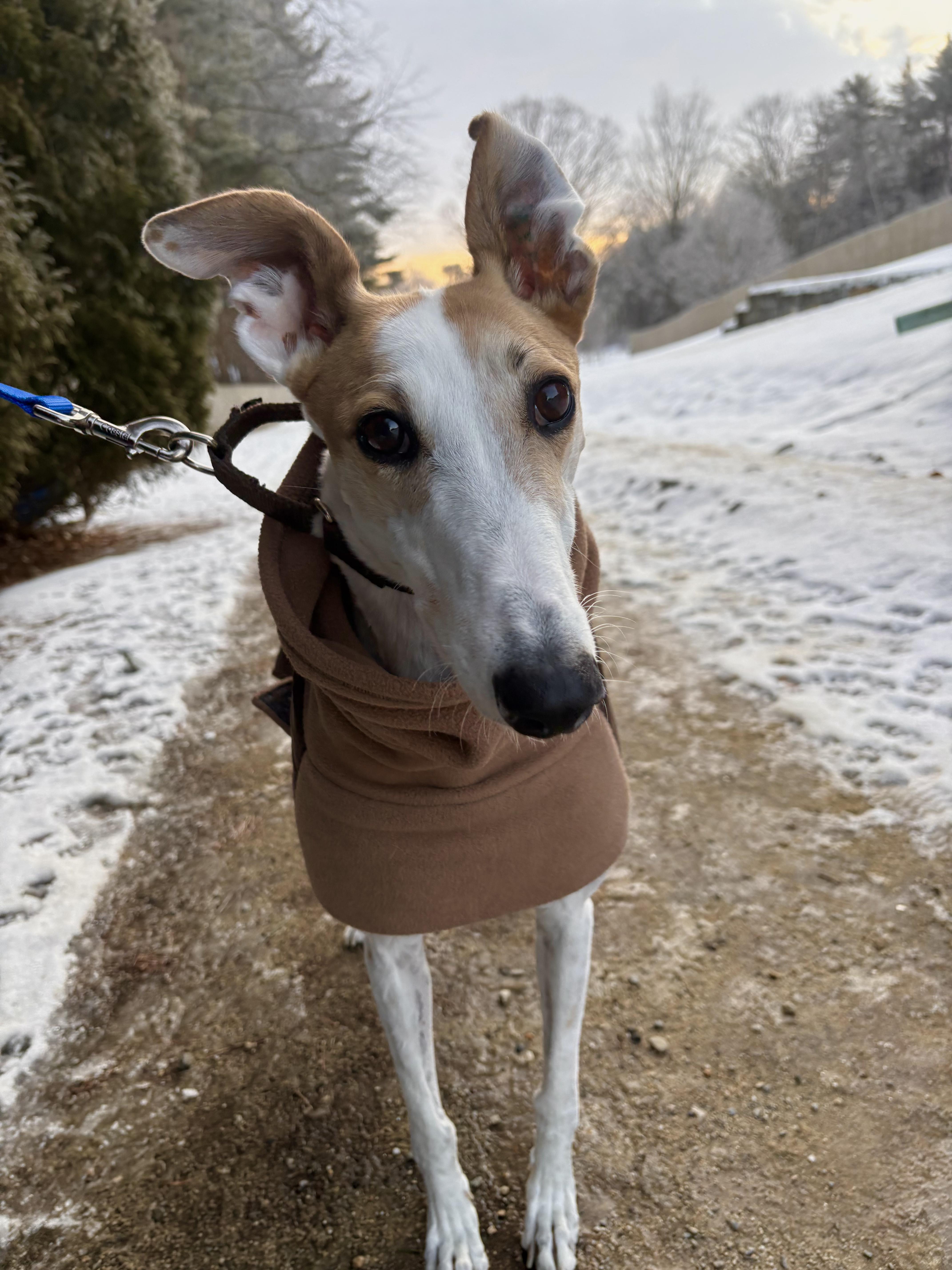 Enlarge Otto, a Adoptable Greyhound in Swanzey, NH image 1/6