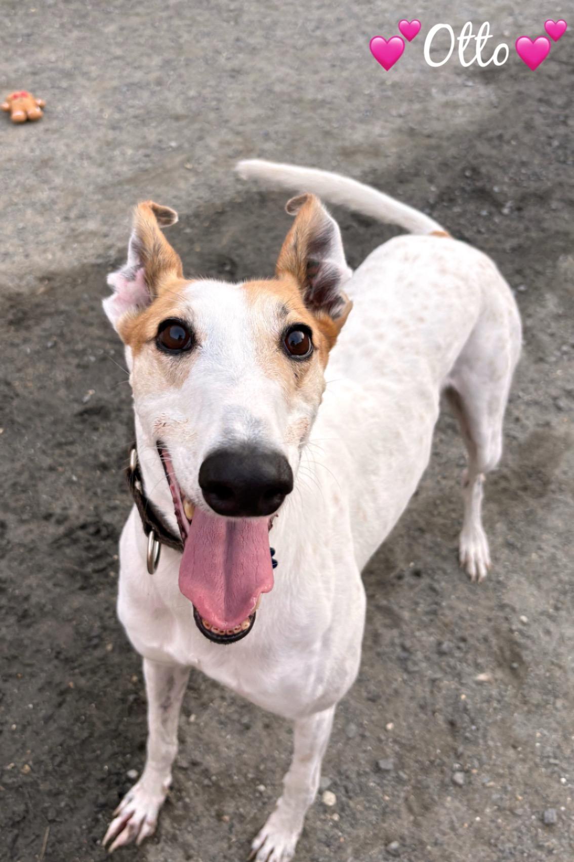 Enlarge Otto, a Adoptable Greyhound in Swanzey, NH image 1/6