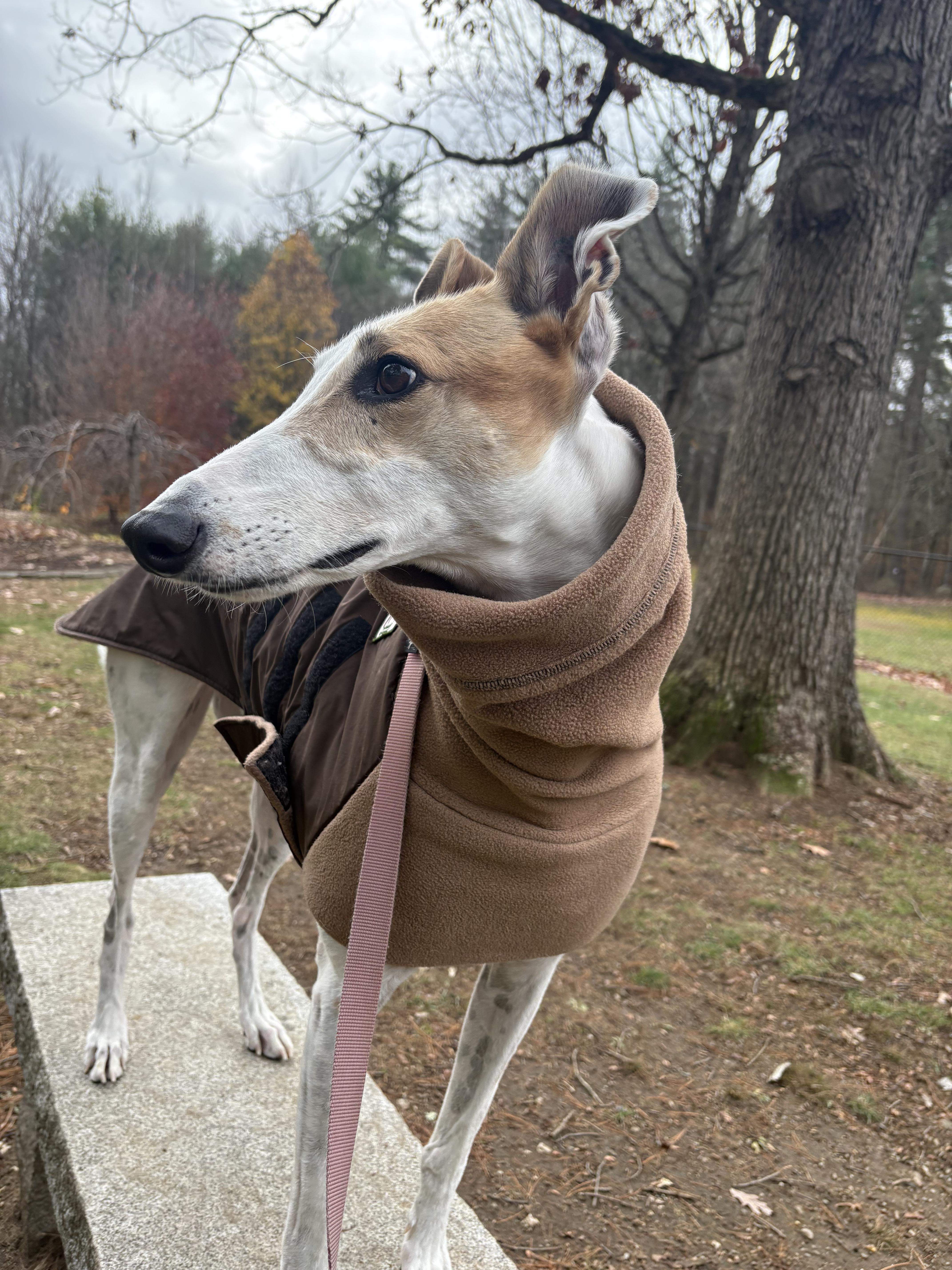 Otto, a Adoptable Greyhound in Swanzey, NH image 1/5