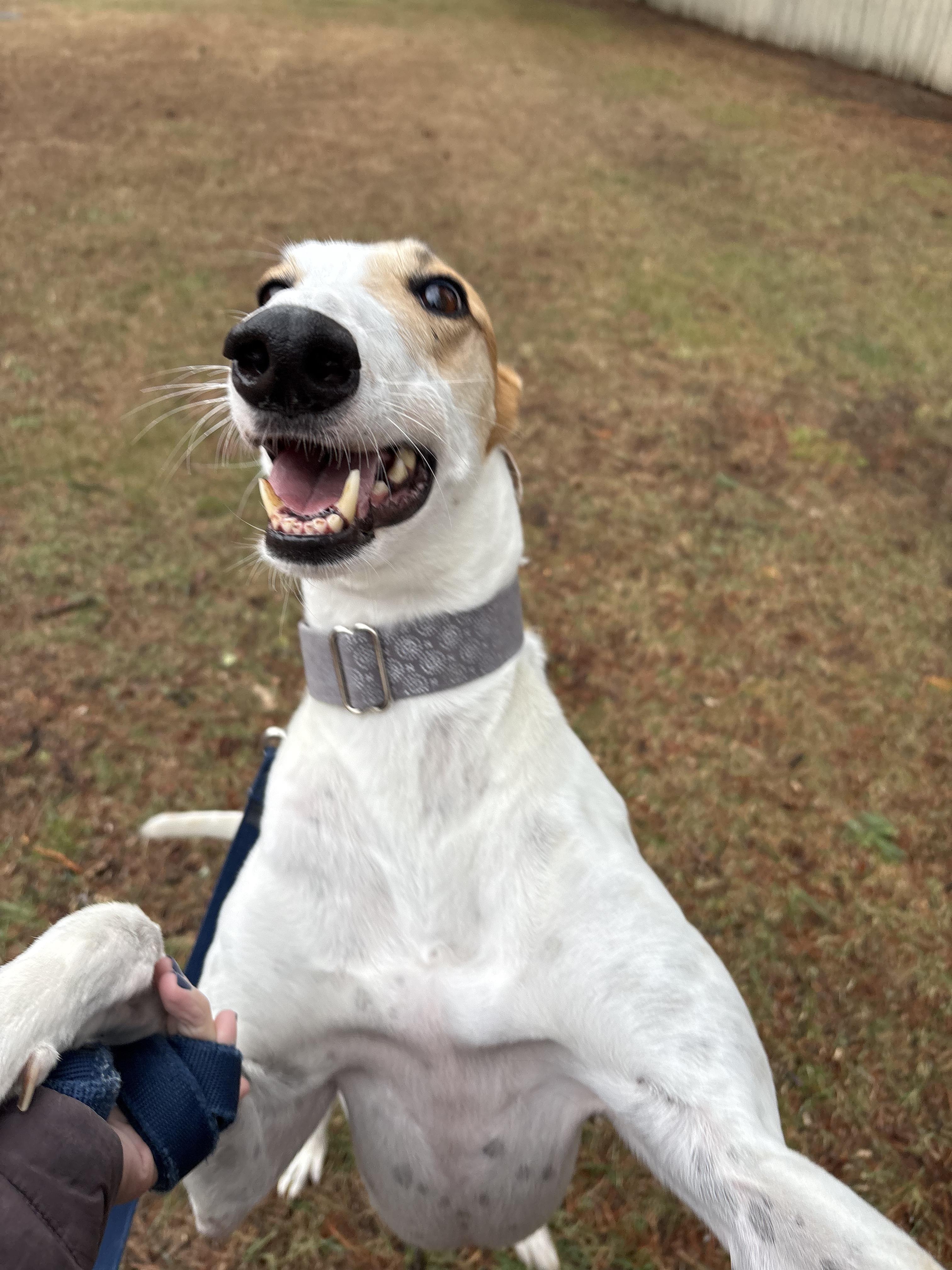 Otto, a Adoptable Greyhound in Swanzey, NH image 4/5