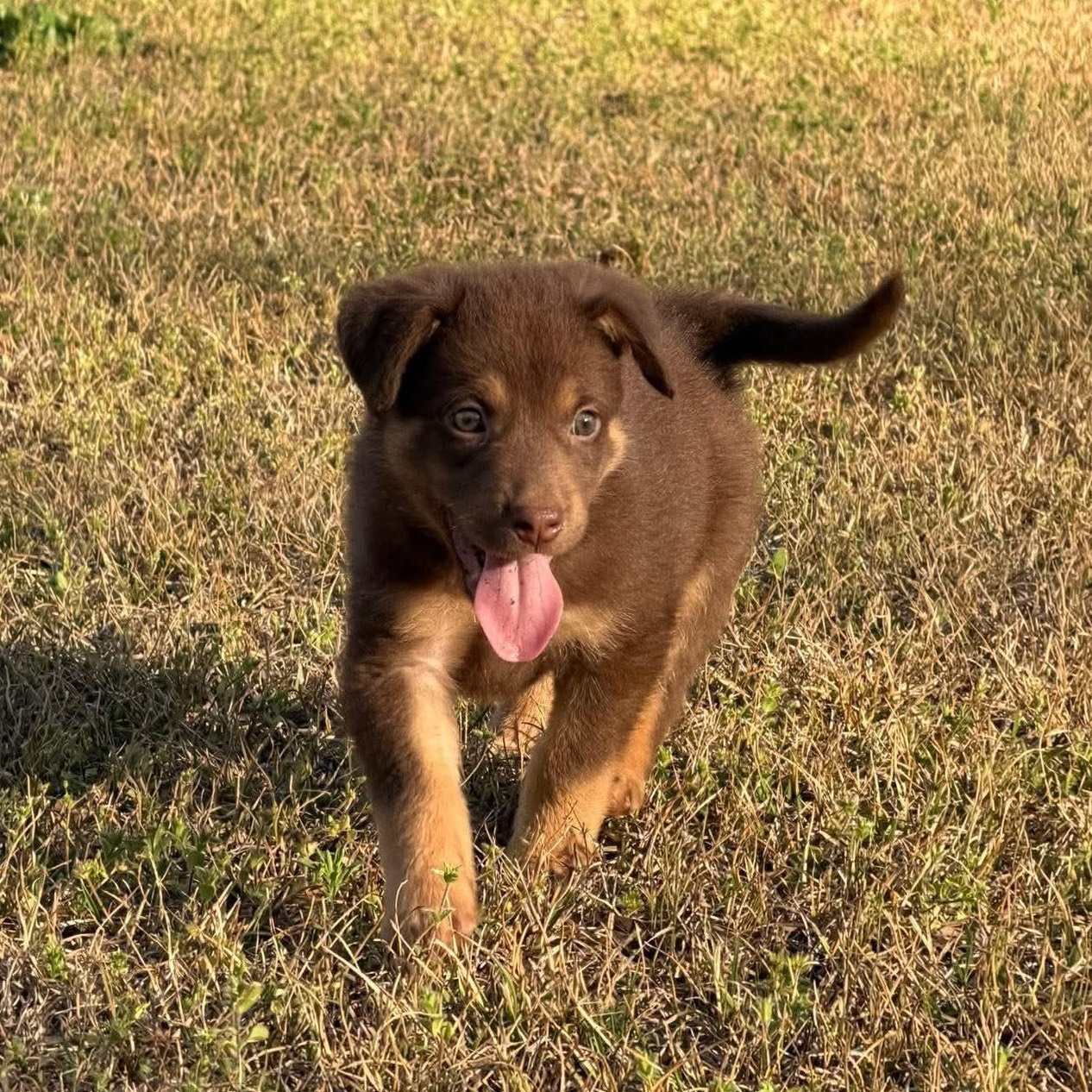 Finnegan McSnuggles, adopted, Puppy Male Chocolate Labrador Retriever.