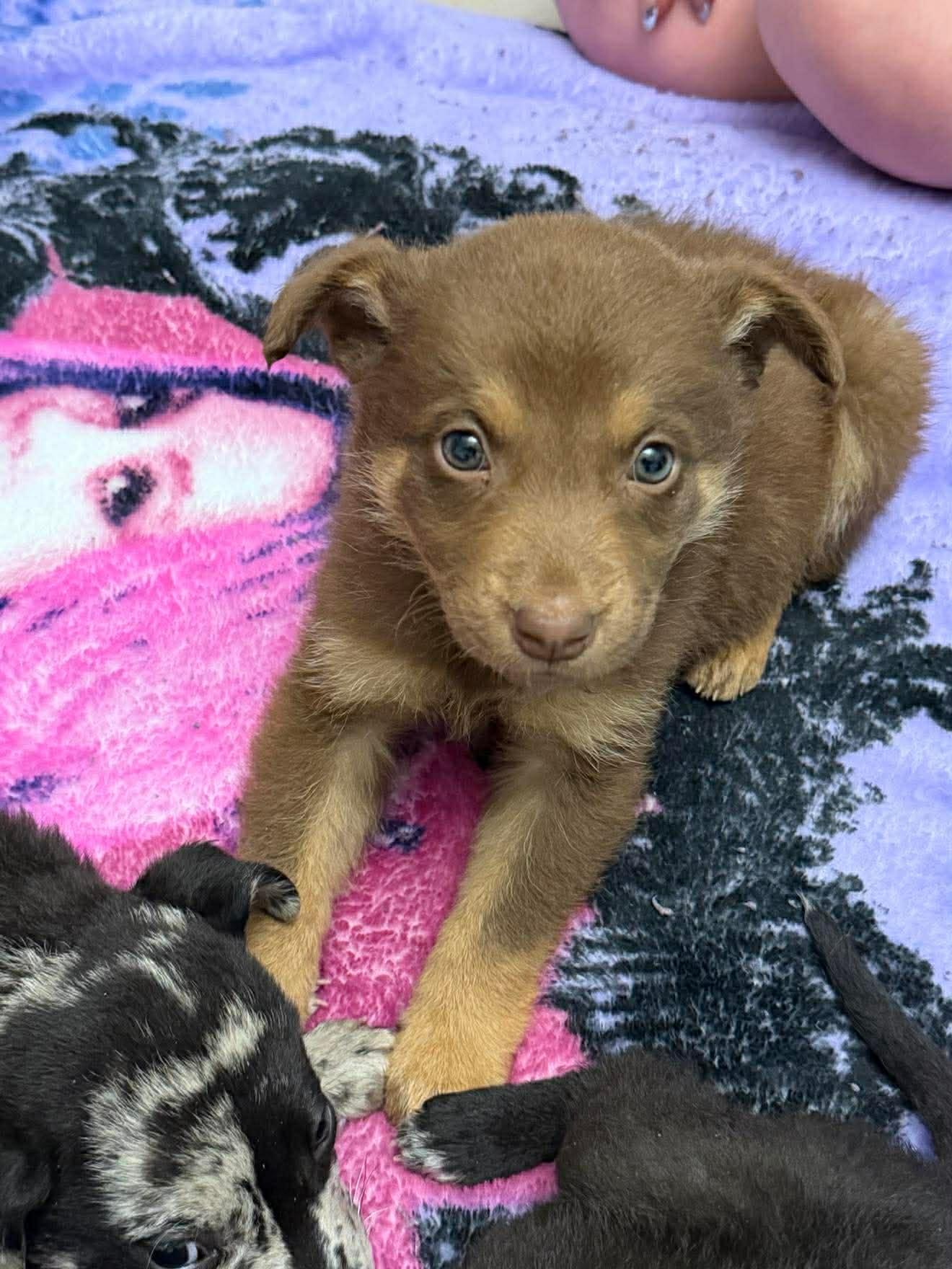 Enlarge Finnegan McSnuggles, an adopted Chocolate Labrador Retriever in Aberdeen, NC image 2/2