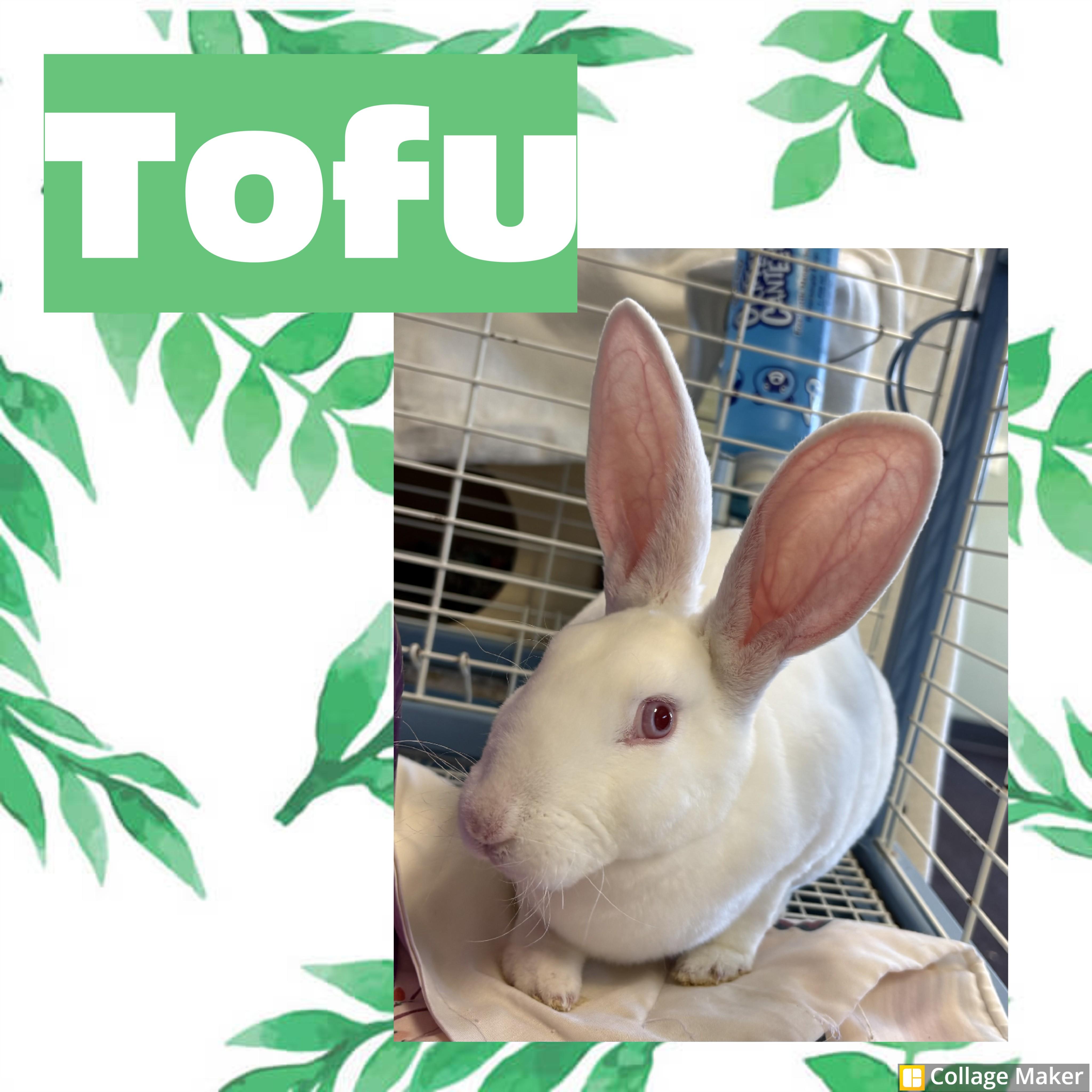 Enlarge Tofu, a ADOPTABLE mixed breed in Clearfield, PA image 1/1