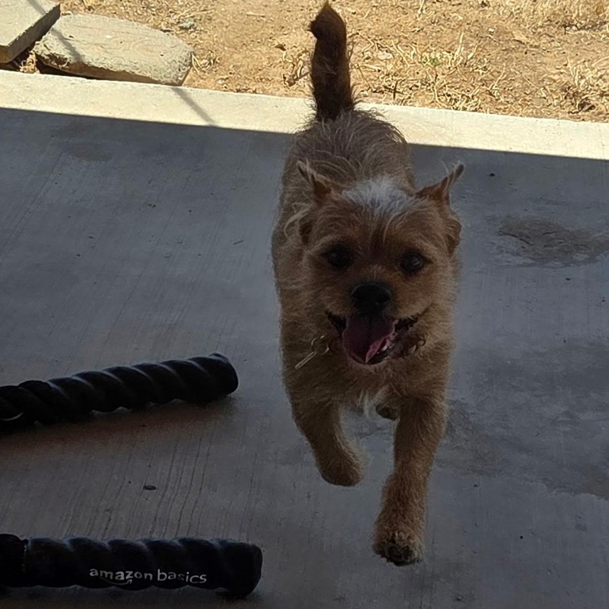 Lalo, Adoptable, Young Male Terrier.