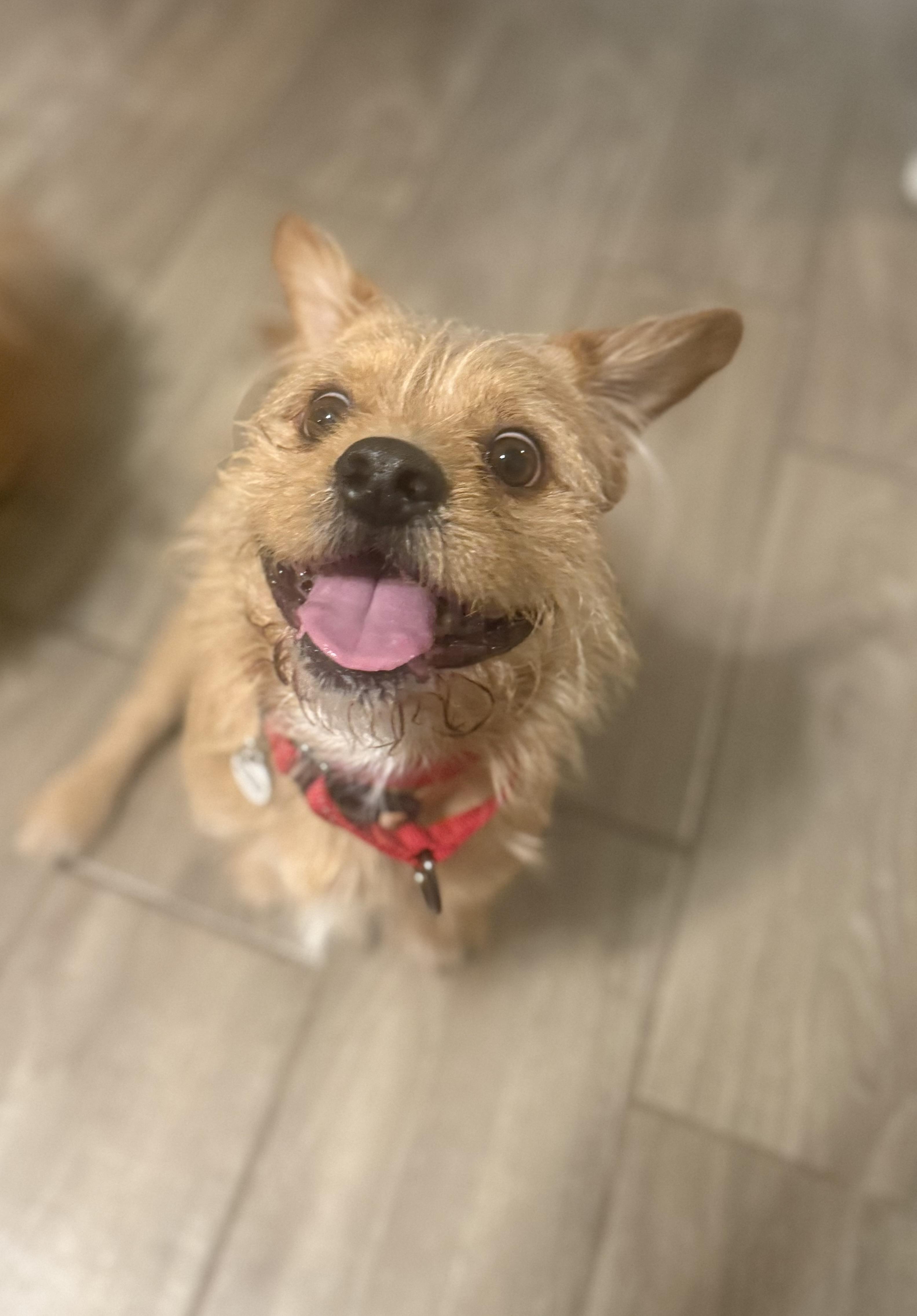 Enlarge Lalo, an adoptable mixed breed in Phoenix, AZ image 3/5