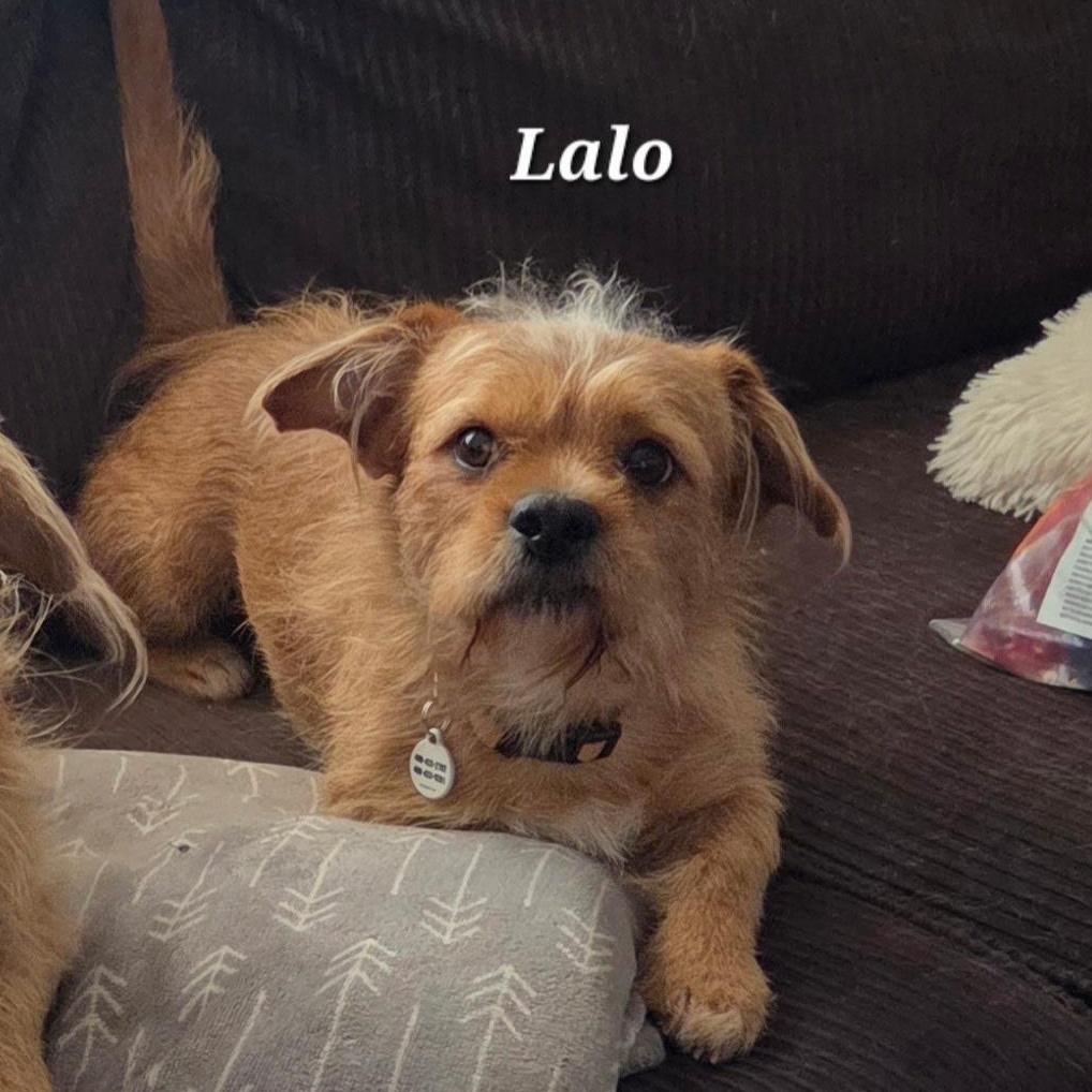 Lalo, Adoptable, Young Male Terrier.