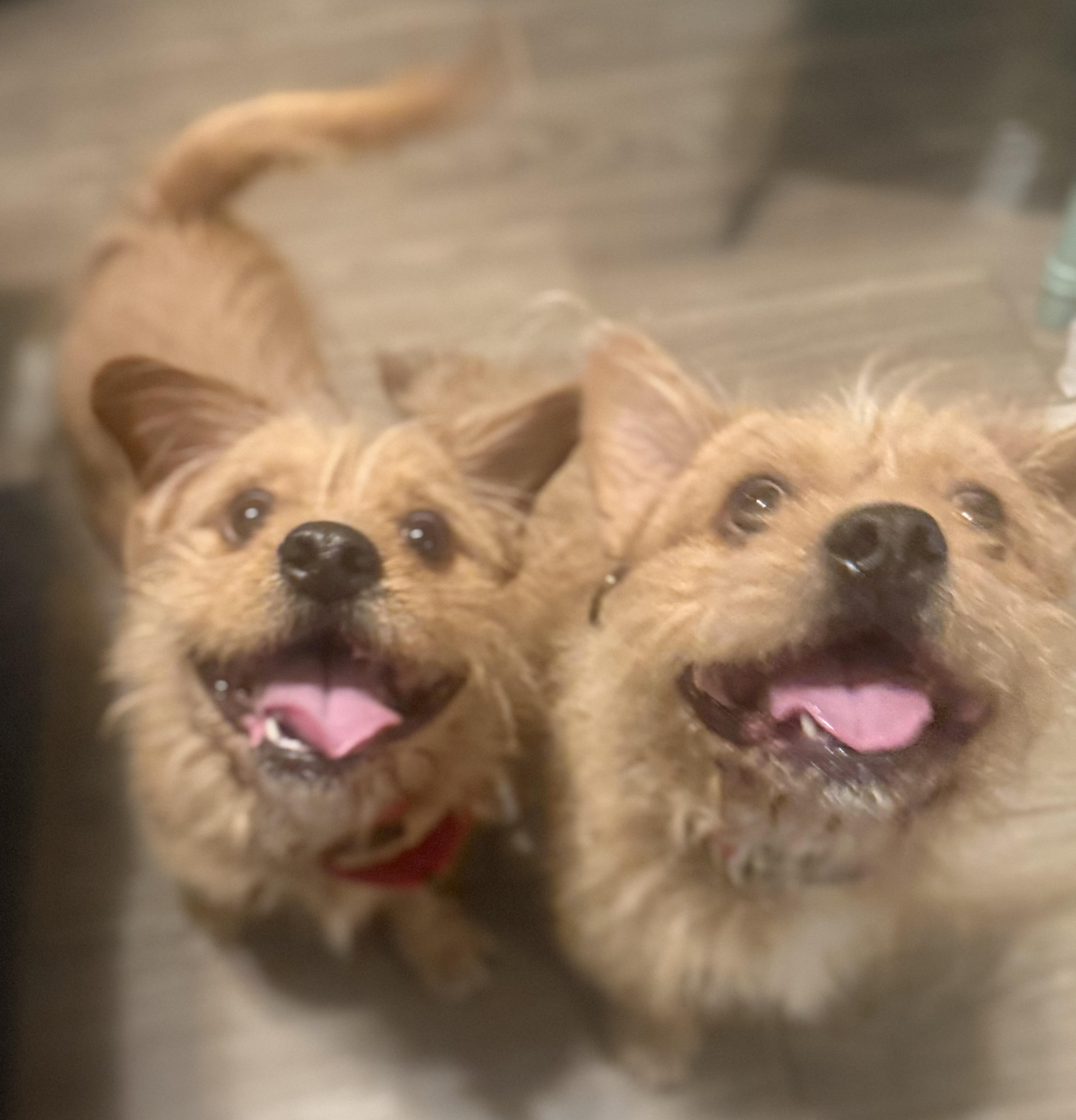 Enlarge Lalo, an adoptable mixed breed in Phoenix, AZ image 4/5