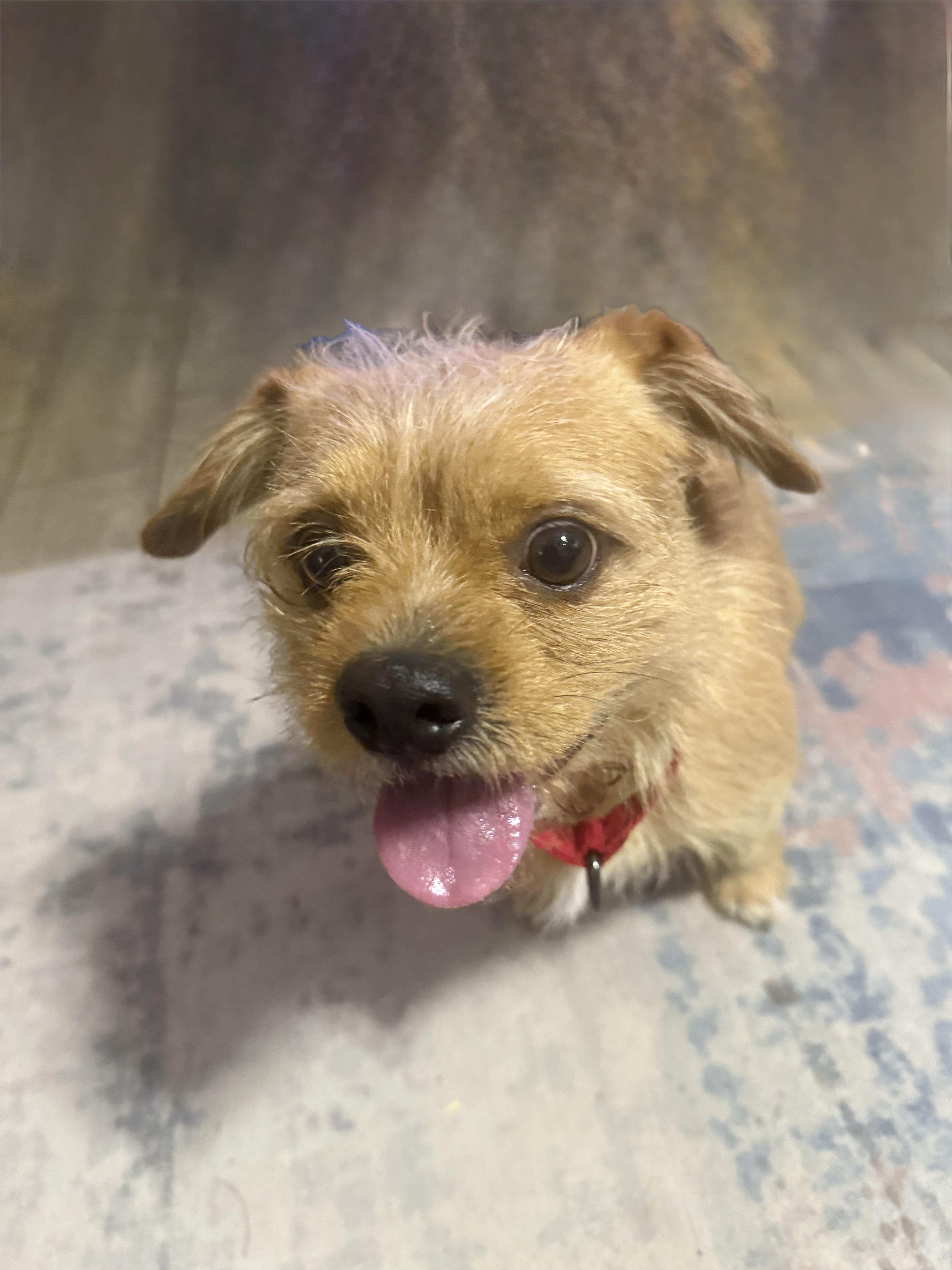 Enlarge Lalo, an adoptable mixed breed in Phoenix, AZ image 5/5