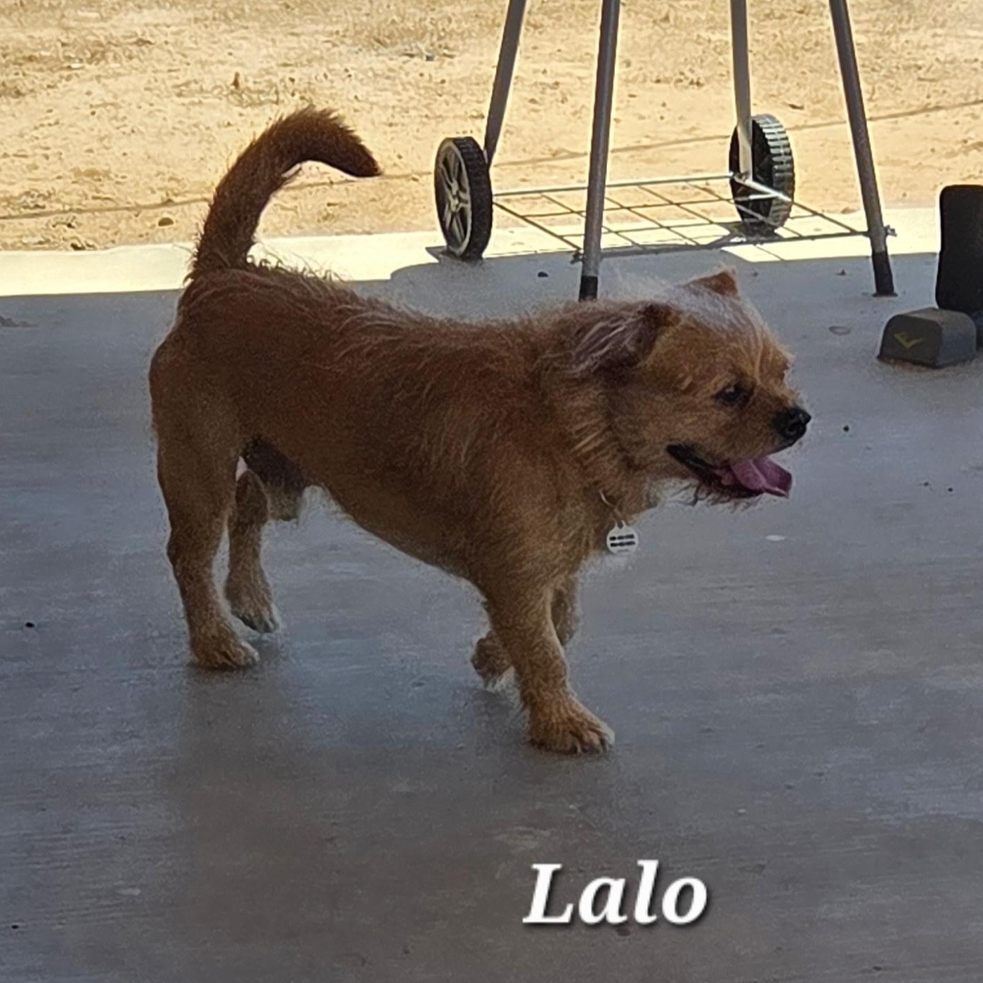 Lalo, a Adoptable mixed breed in Phoenix, AZ image 2/3