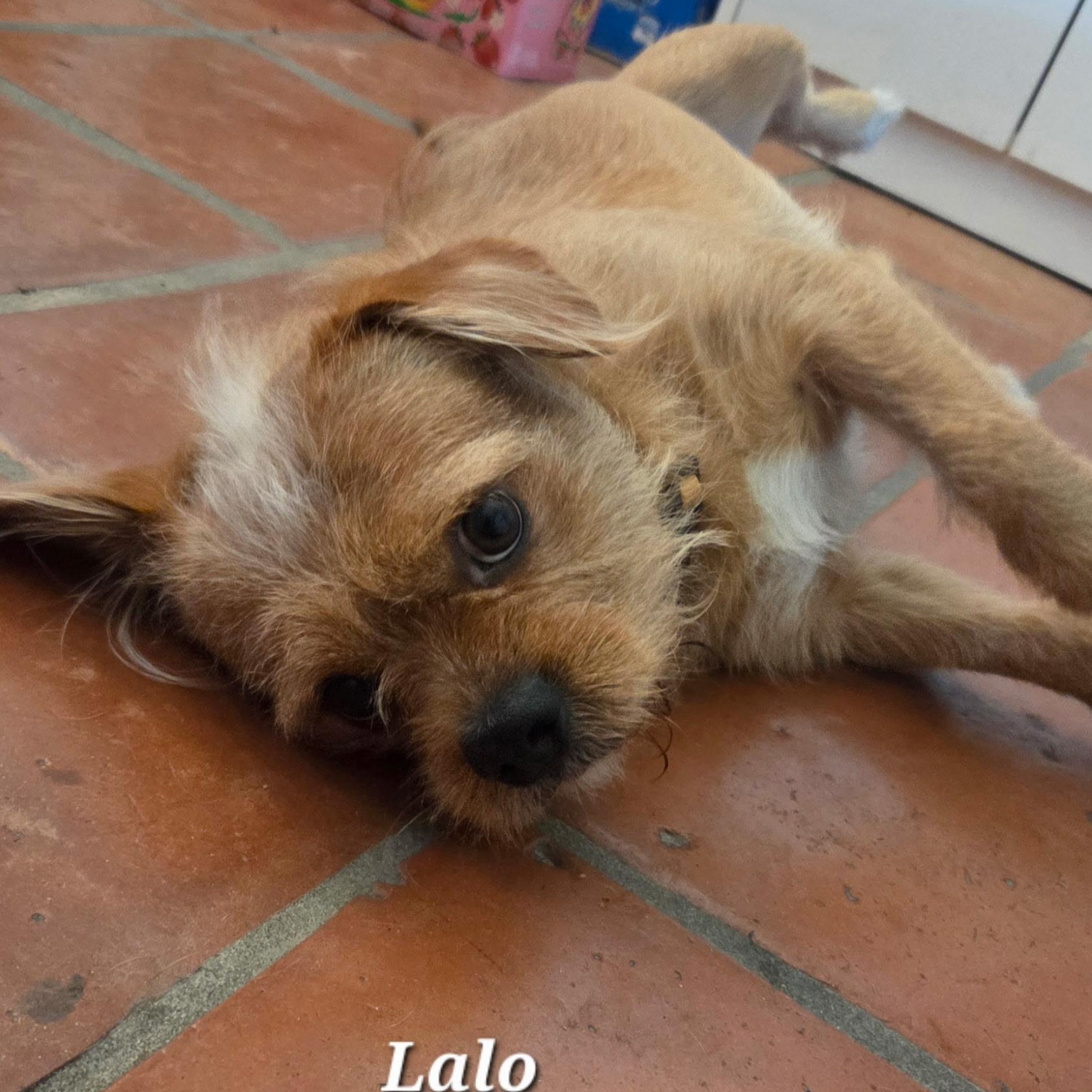 Lalo, a Adoptable mixed breed in Phoenix, AZ image 3/3