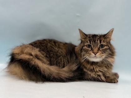 Adora, Adoptable, Adult Female Domestic Long Hair & Domestic Short Hair.