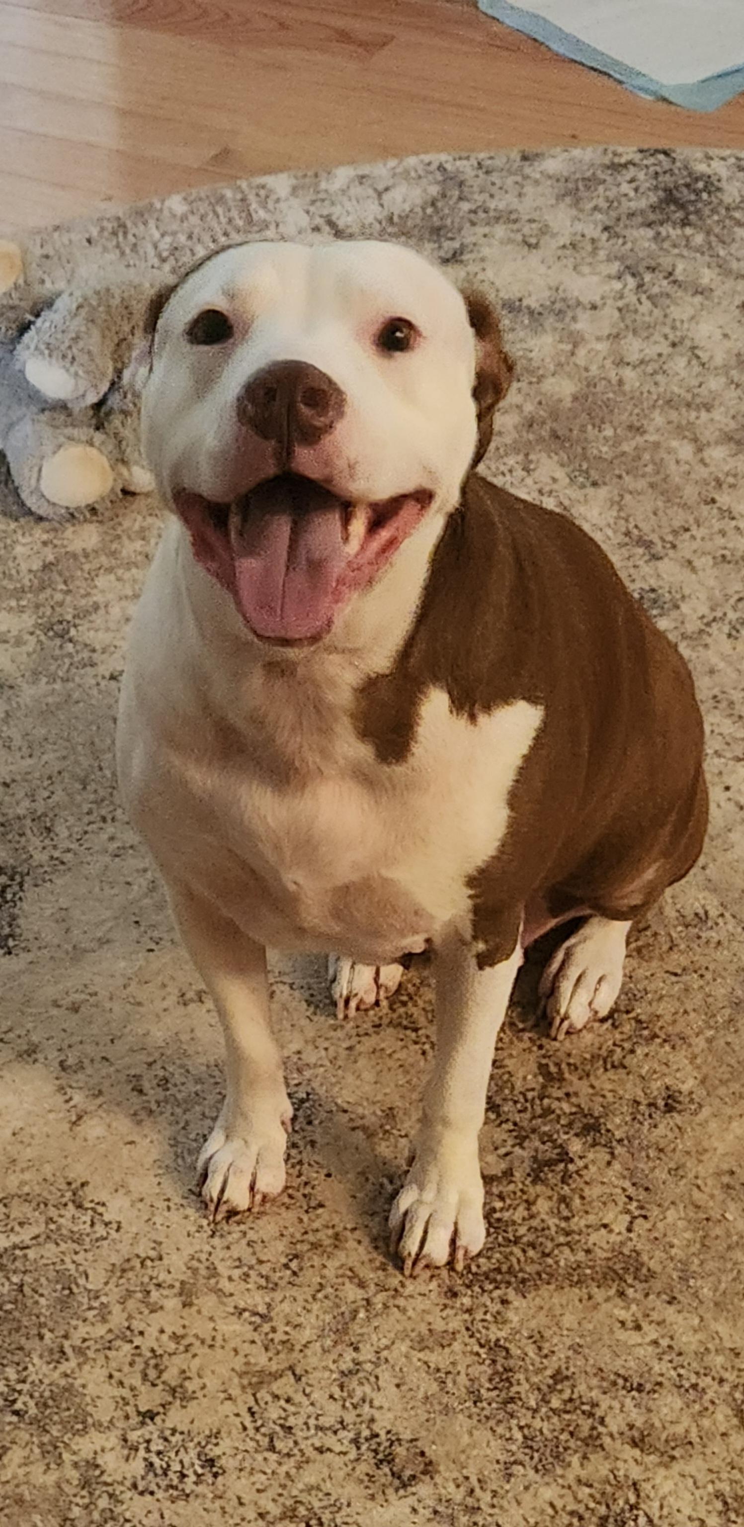 Moxy, a Adoptable mixed breed image 2/4