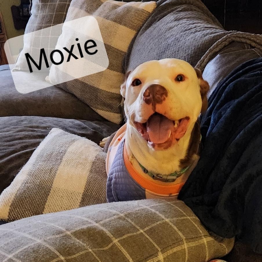 Moxy, a Adoptable mixed breed image 3/4