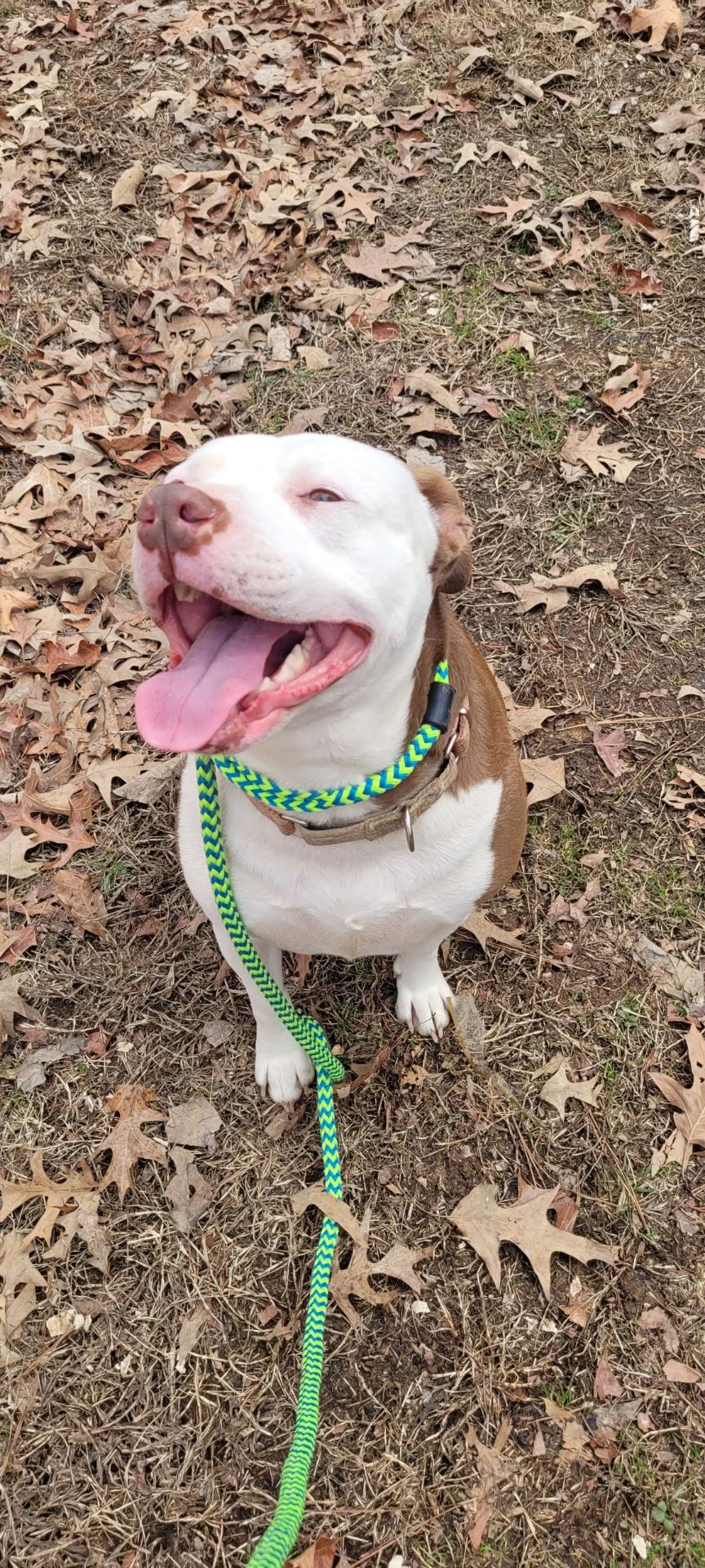 Moxy, a Adoptable mixed breed image 4/4