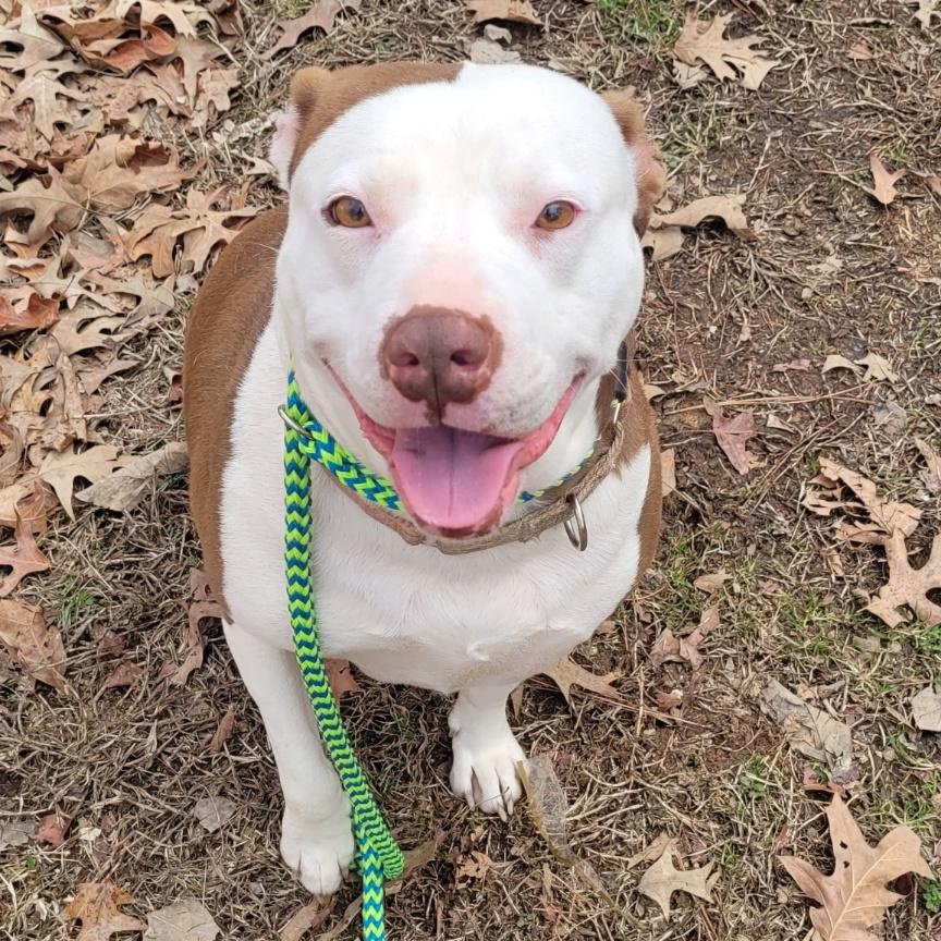 Moxy, a Adoptable mixed breed image 1/4