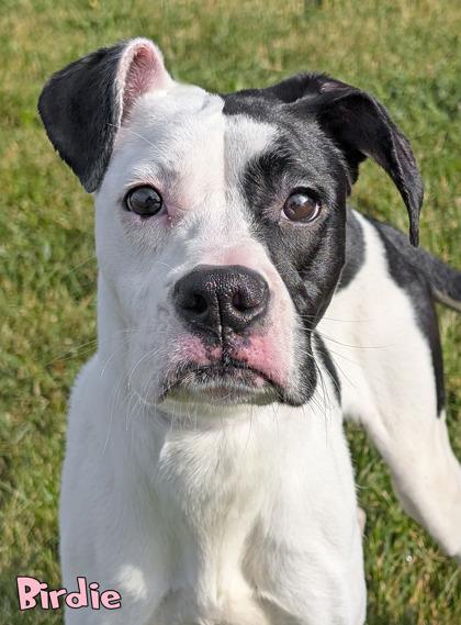 Birdie, a Adoptable mixed breed in Mason, MI image 1/2