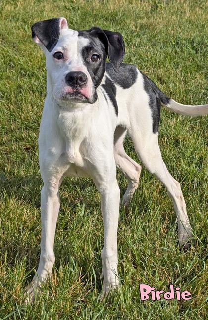 Birdie, a Adoptable mixed breed in Mason, MI image 2/2