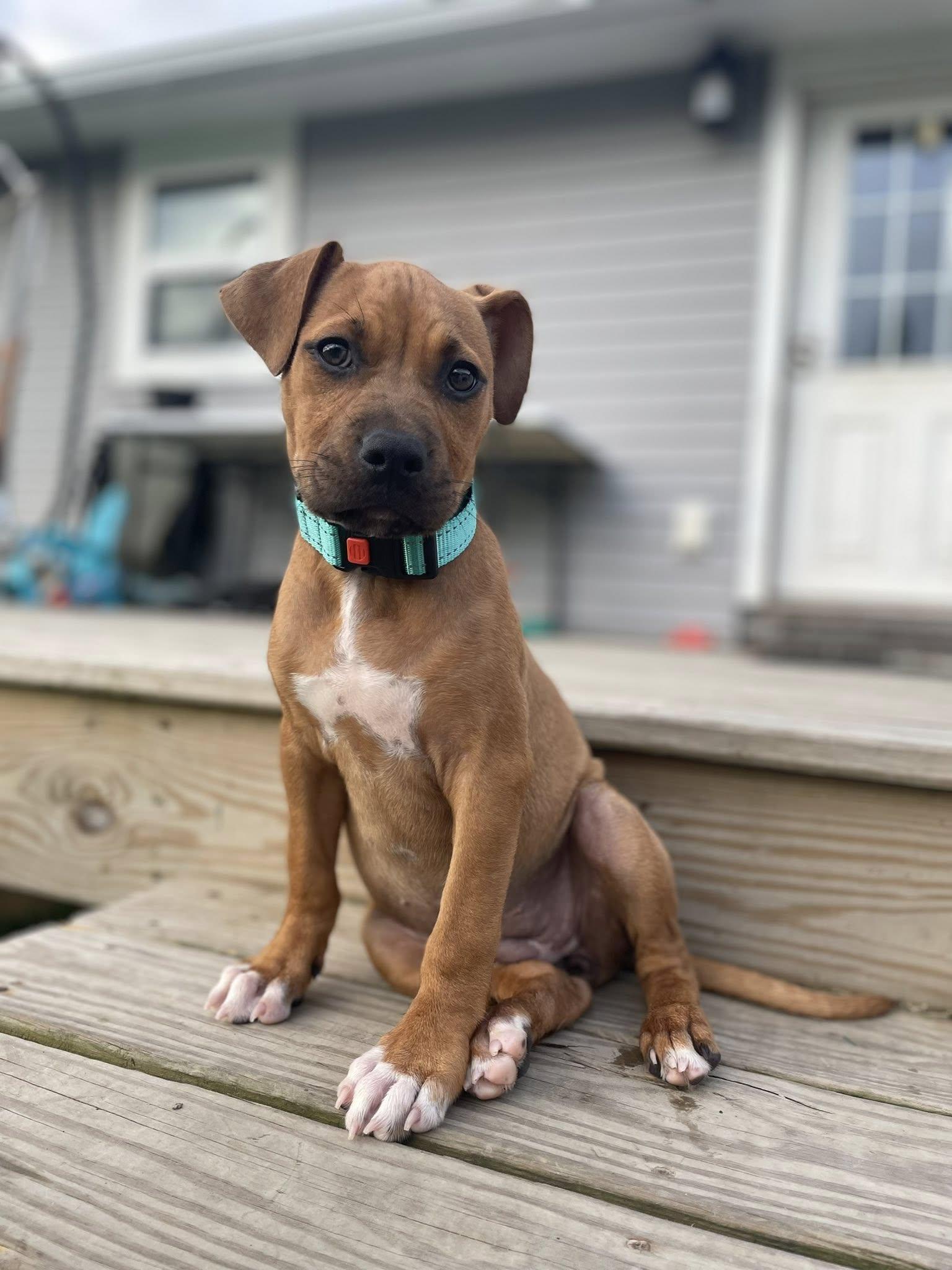 Hattie, Baby Female Mixed Breed