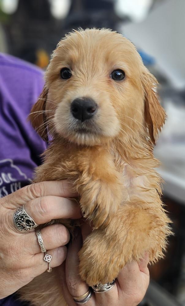 Landon, Adopted, Puppy Male Golden Retriever & Great Pyrenees.