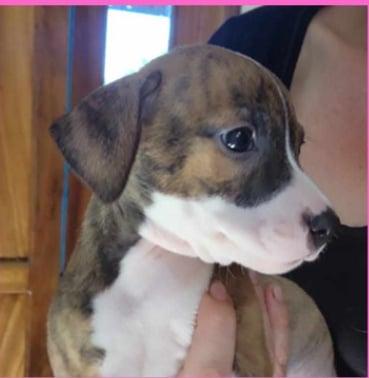 Anya, Young Female Labrador Retriever