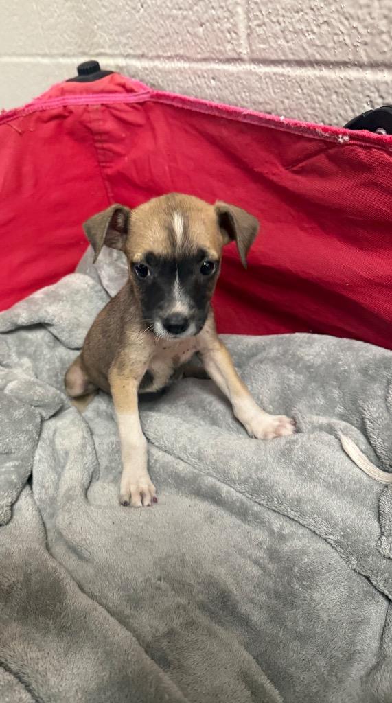 Crest, Adoptable, Puppy Female Terrier.