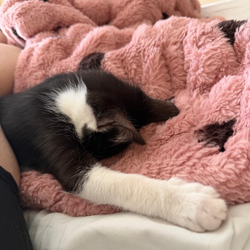Miss, Adoptable, Kitten Female Domestic Short Hair.