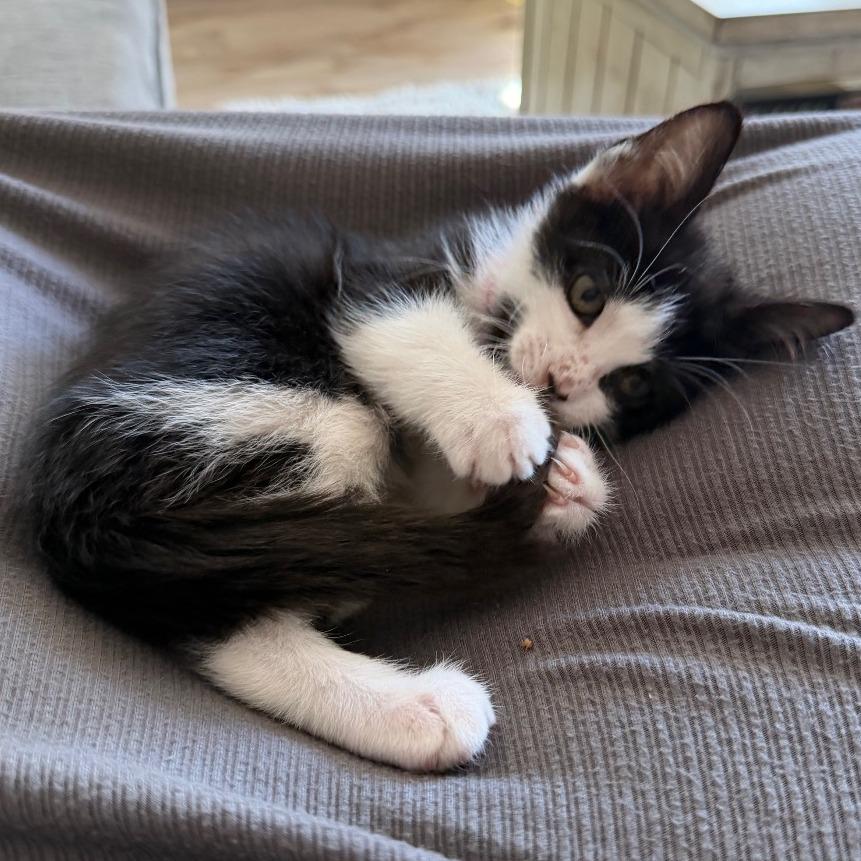 Enlarge Miss, a Adoptable Domestic Short Hair in Layton, UT image 2/6