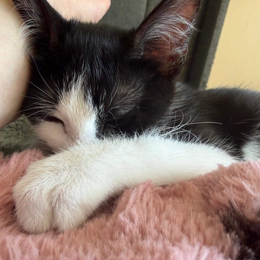 Enlarge Miss, a Adoptable Domestic Short Hair in Layton, UT image 3/6