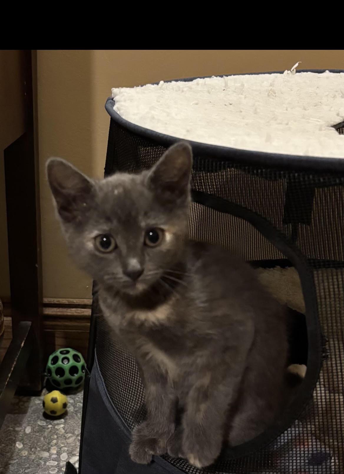 Martha, ADOPTABLE, Kitten Female Domestic Short Hair.