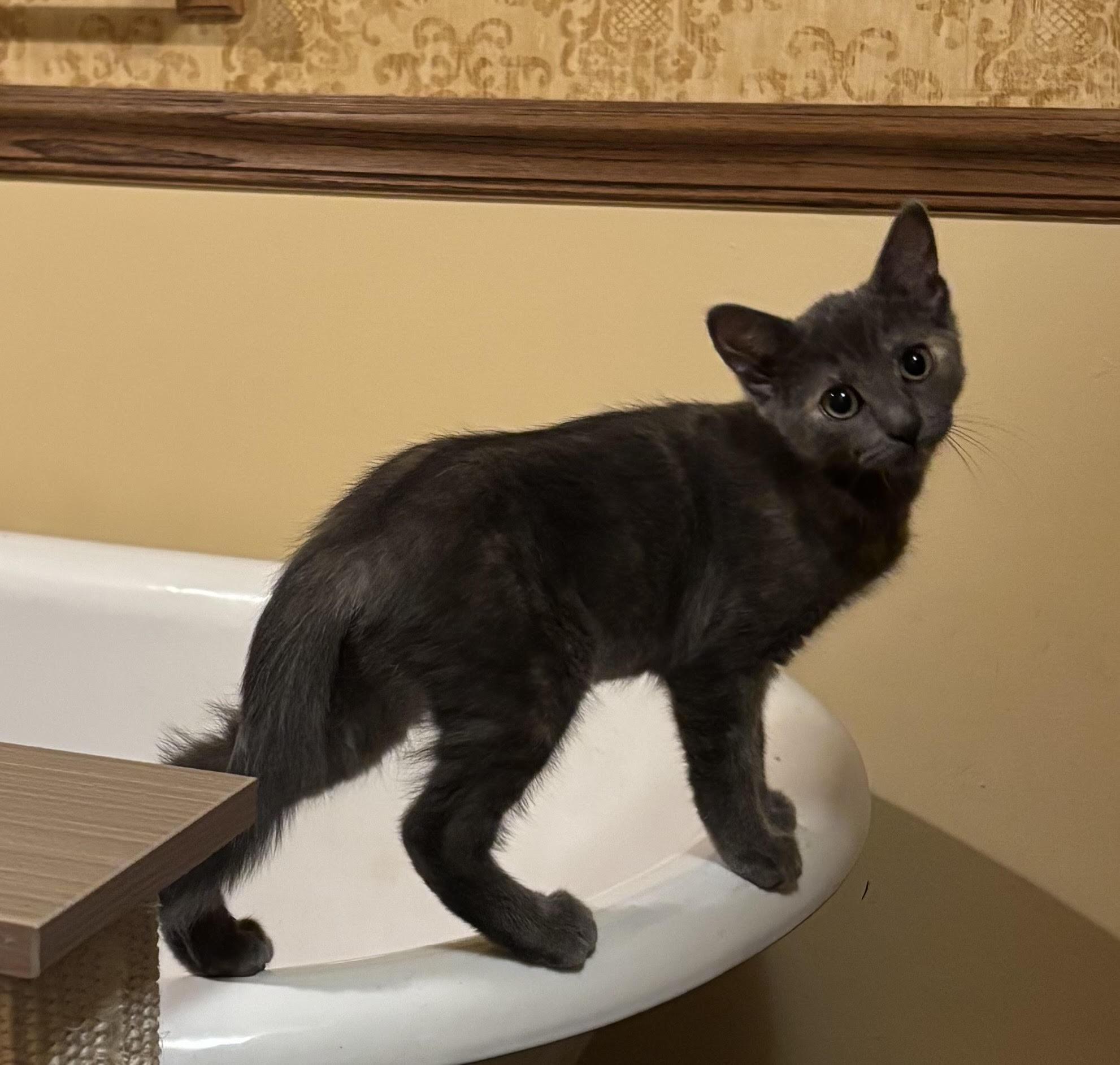 Enlarge Martha, a Adoptable mixed breed in Howell, MI image 3/4