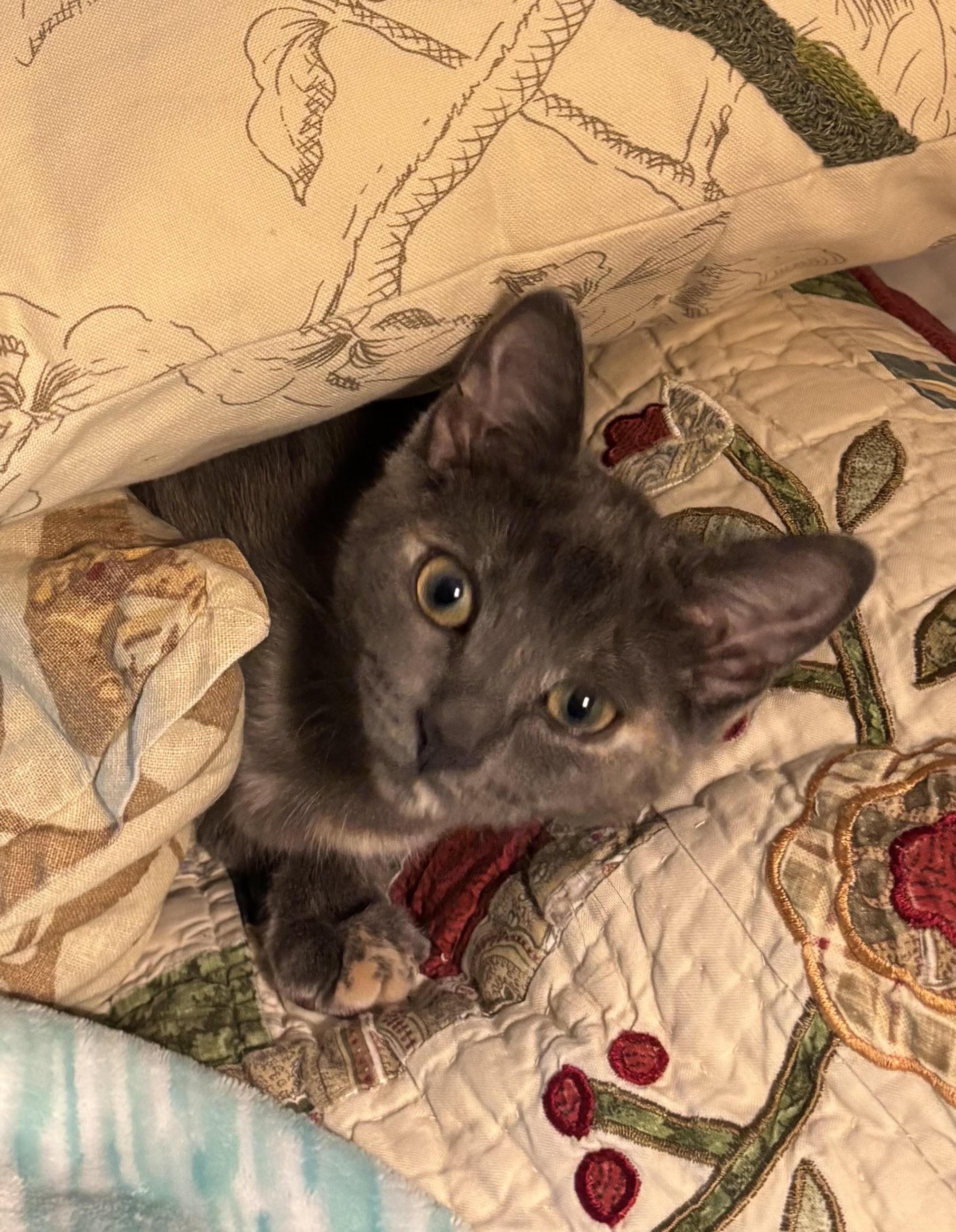 Enlarge Martha, a Adoptable mixed breed in Howell, MI image 4/4