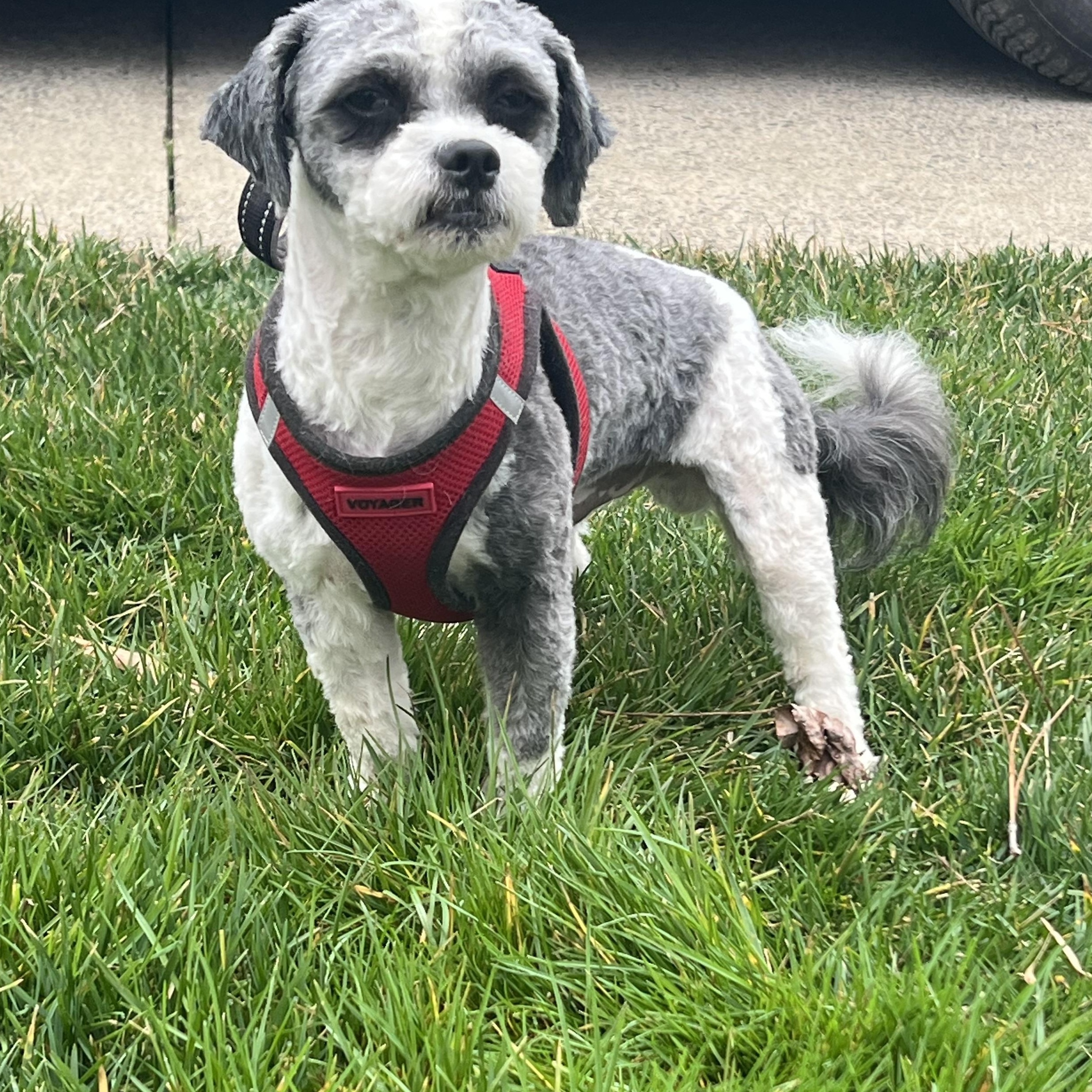 Enlarge Bandit, a ADOPTABLE Shih poo in Lexington, NC image 2/4