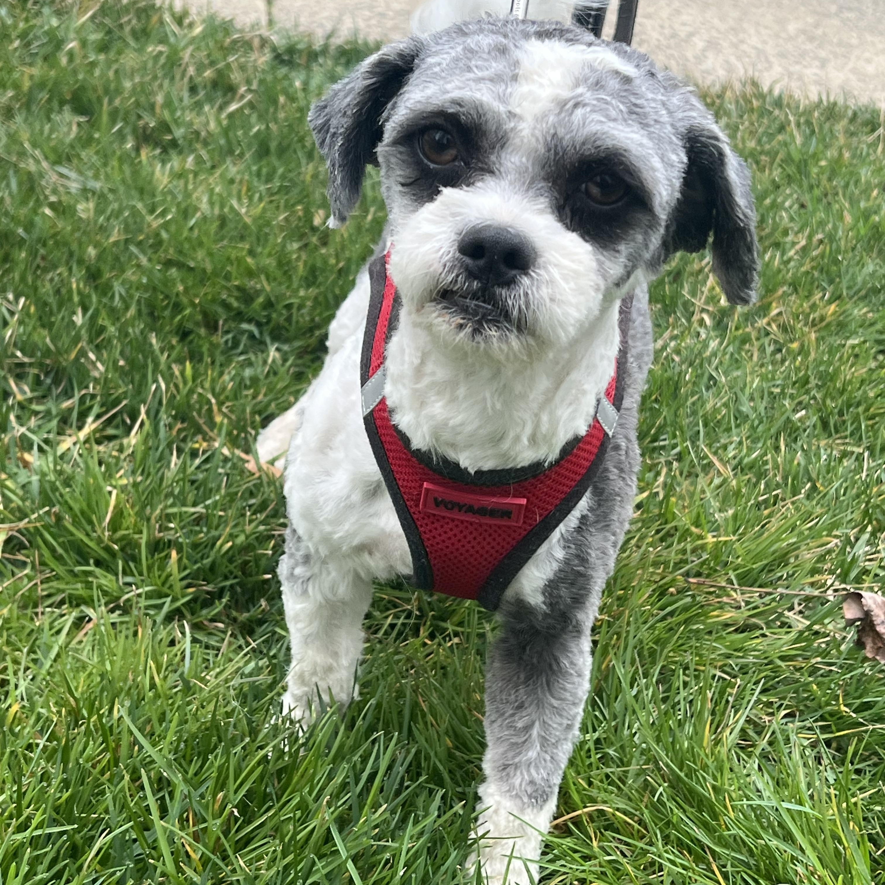 Enlarge Bandit, a ADOPTABLE Shih poo in Lexington, NC image 4/4
