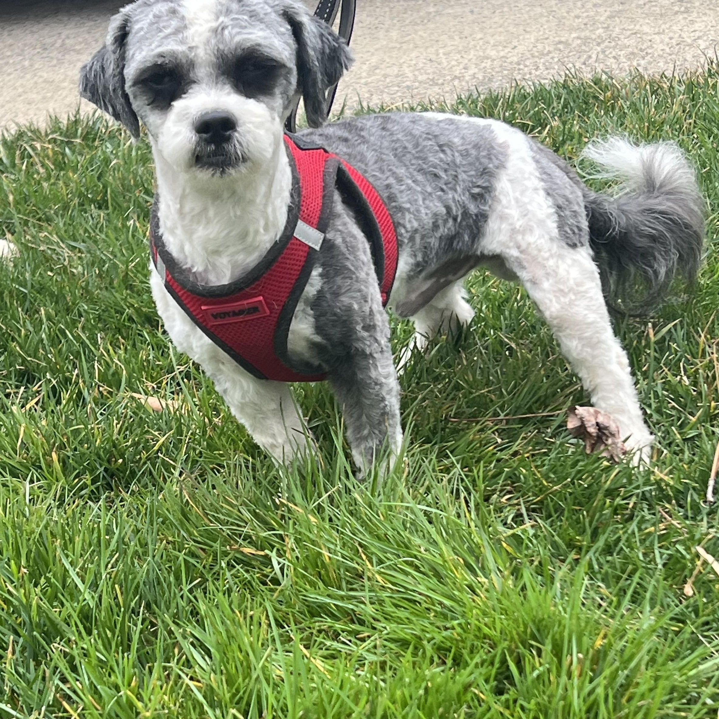 Enlarge Bandit, a ADOPTABLE Shih poo in Lexington, NC image 3/4