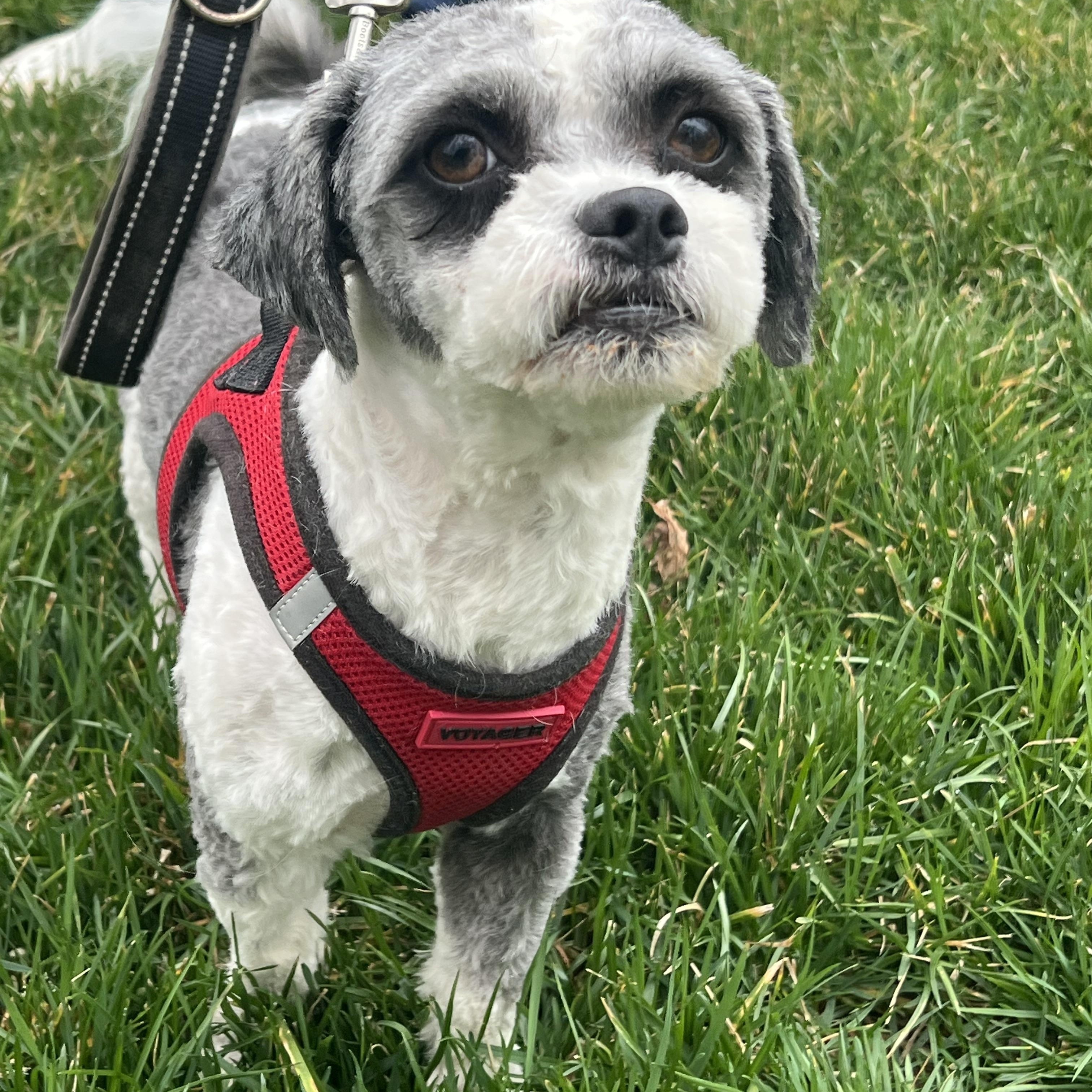 Enlarge Bandit, a ADOPTABLE Shih poo in Lexington, NC image 1/4