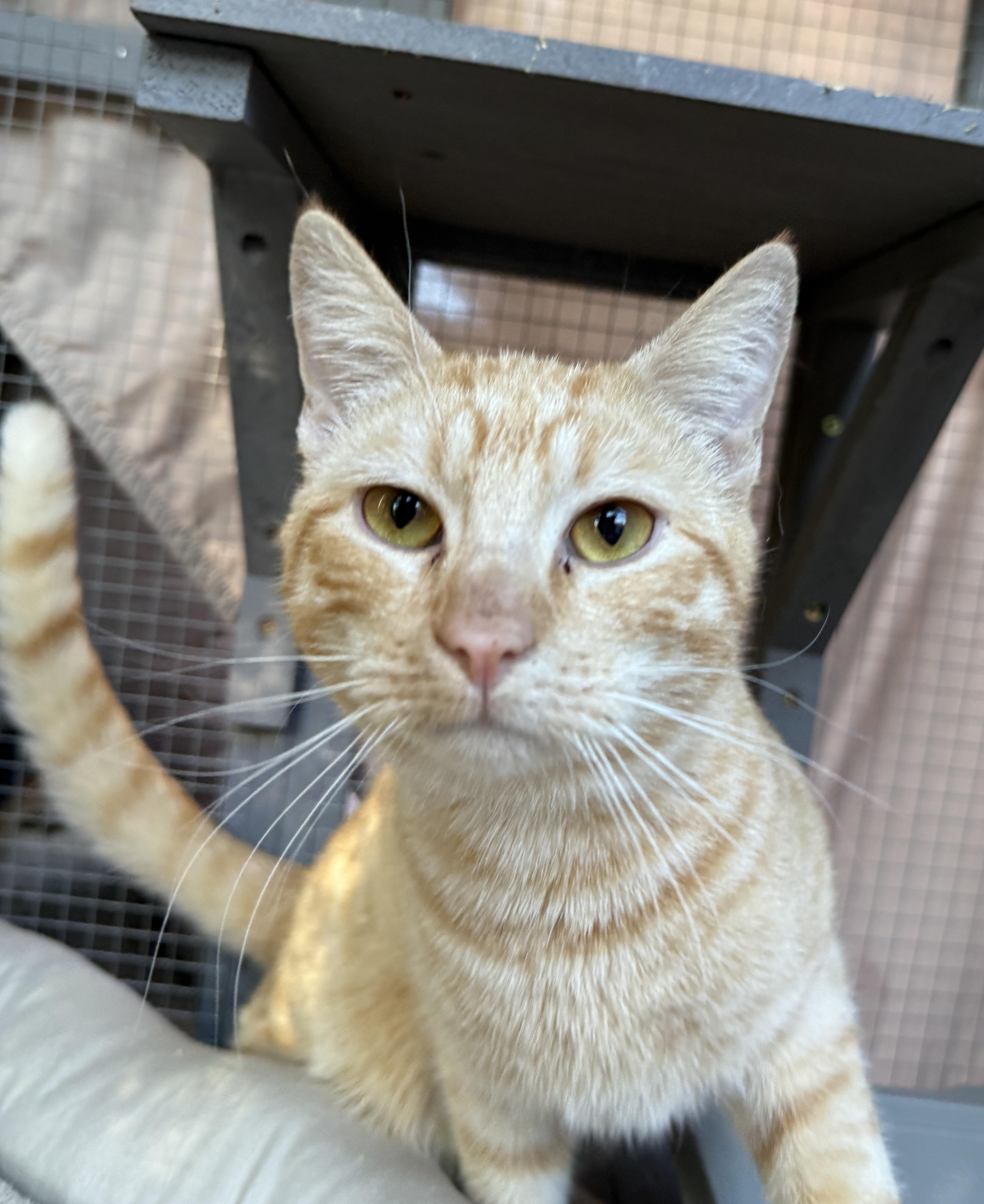 Enlarge John, a ADOPTABLE Domestic Short Hair in Oceanside, CA image 2/5