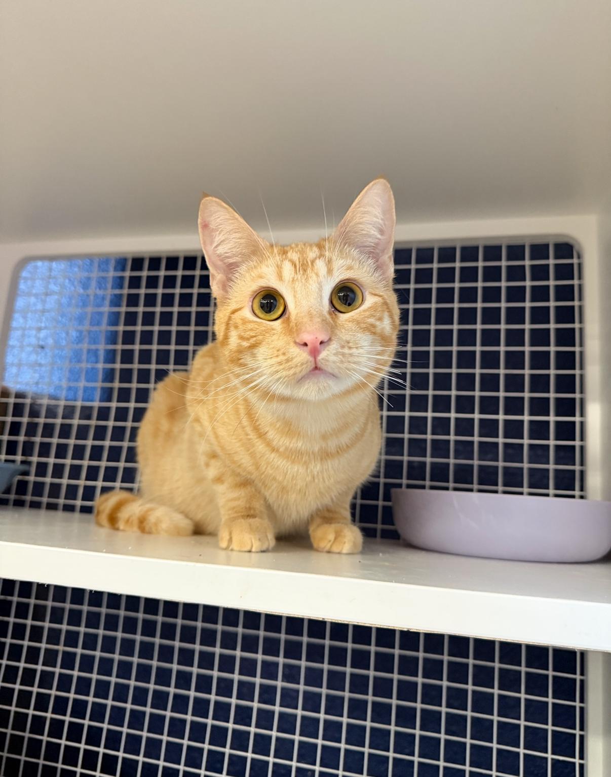 Enlarge John, a ADOPTABLE Domestic Short Hair in Oceanside, CA image 1/5