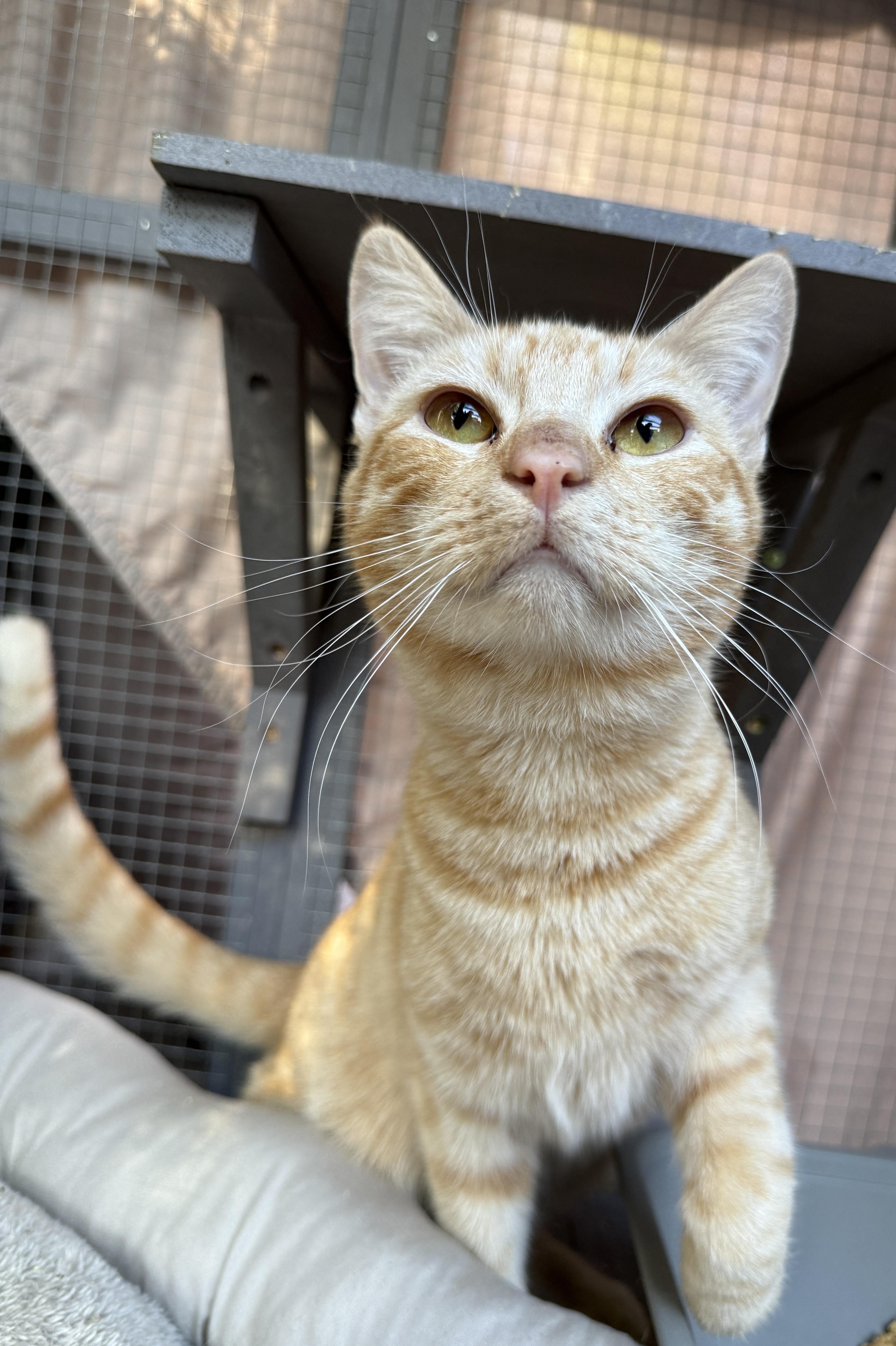 Enlarge John, a ADOPTABLE Domestic Short Hair in Oceanside, CA image 3/5