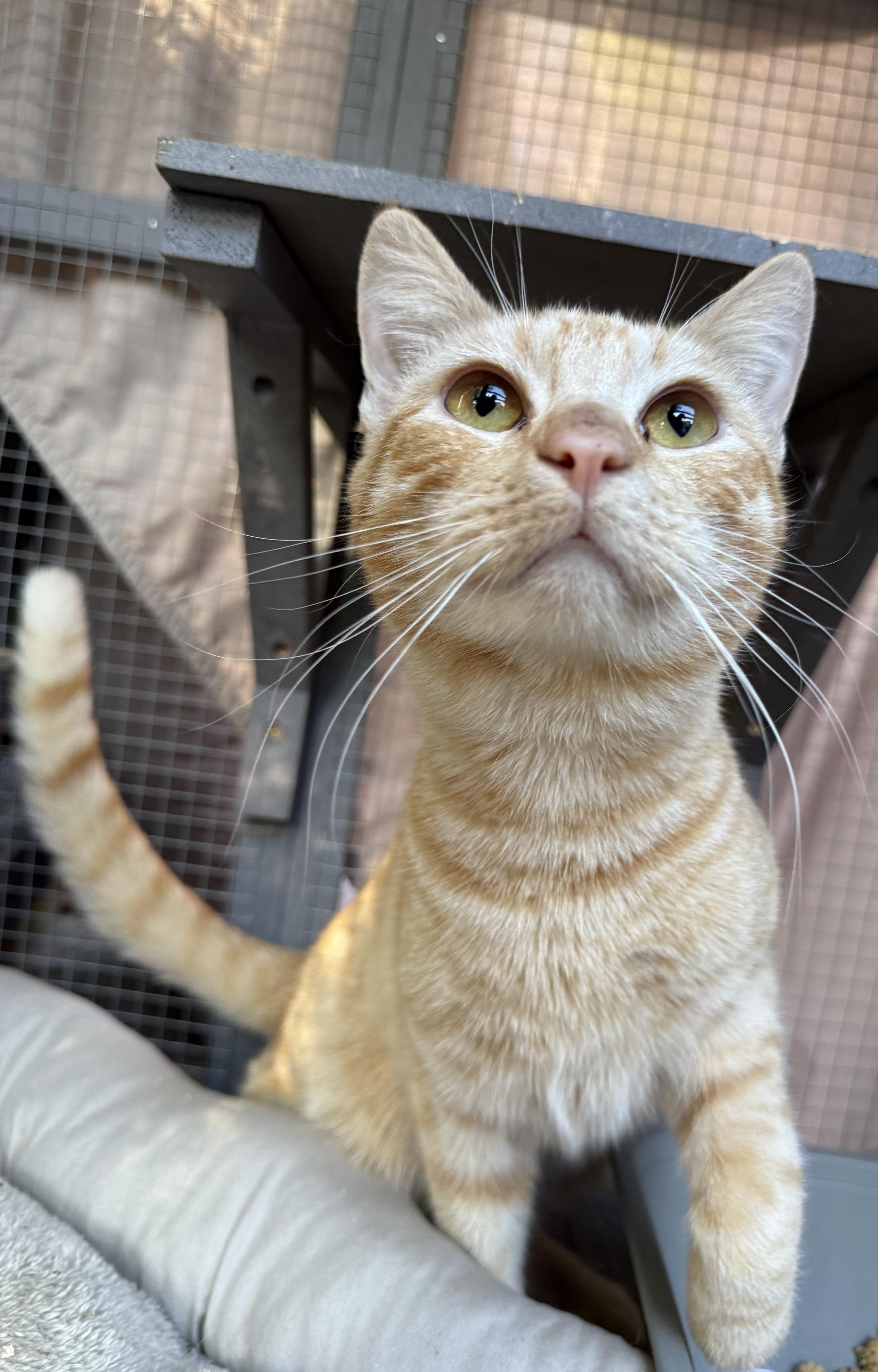 Enlarge John, a ADOPTABLE Domestic Short Hair in Oceanside, CA image 4/5