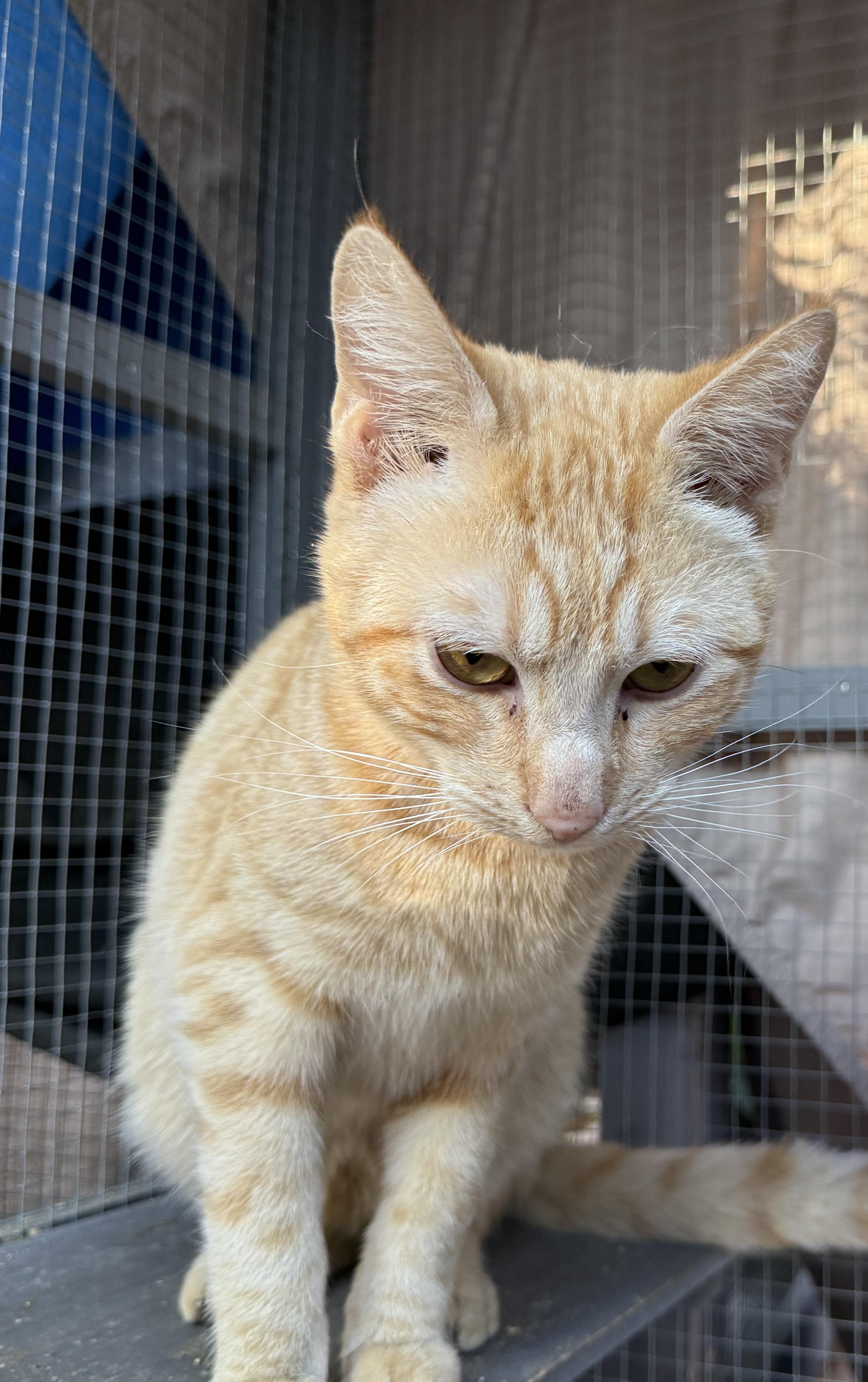 Enlarge John, a ADOPTABLE Domestic Short Hair in Oceanside, CA image 1/5